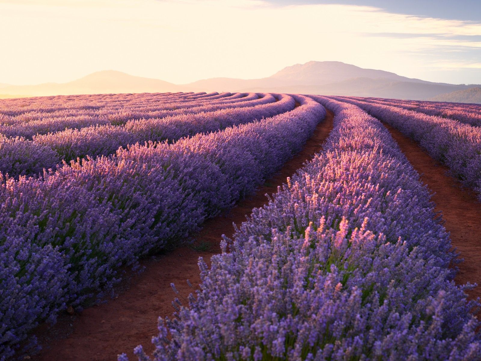 Lavender Spring Wallpapers - Wallpaper Cave