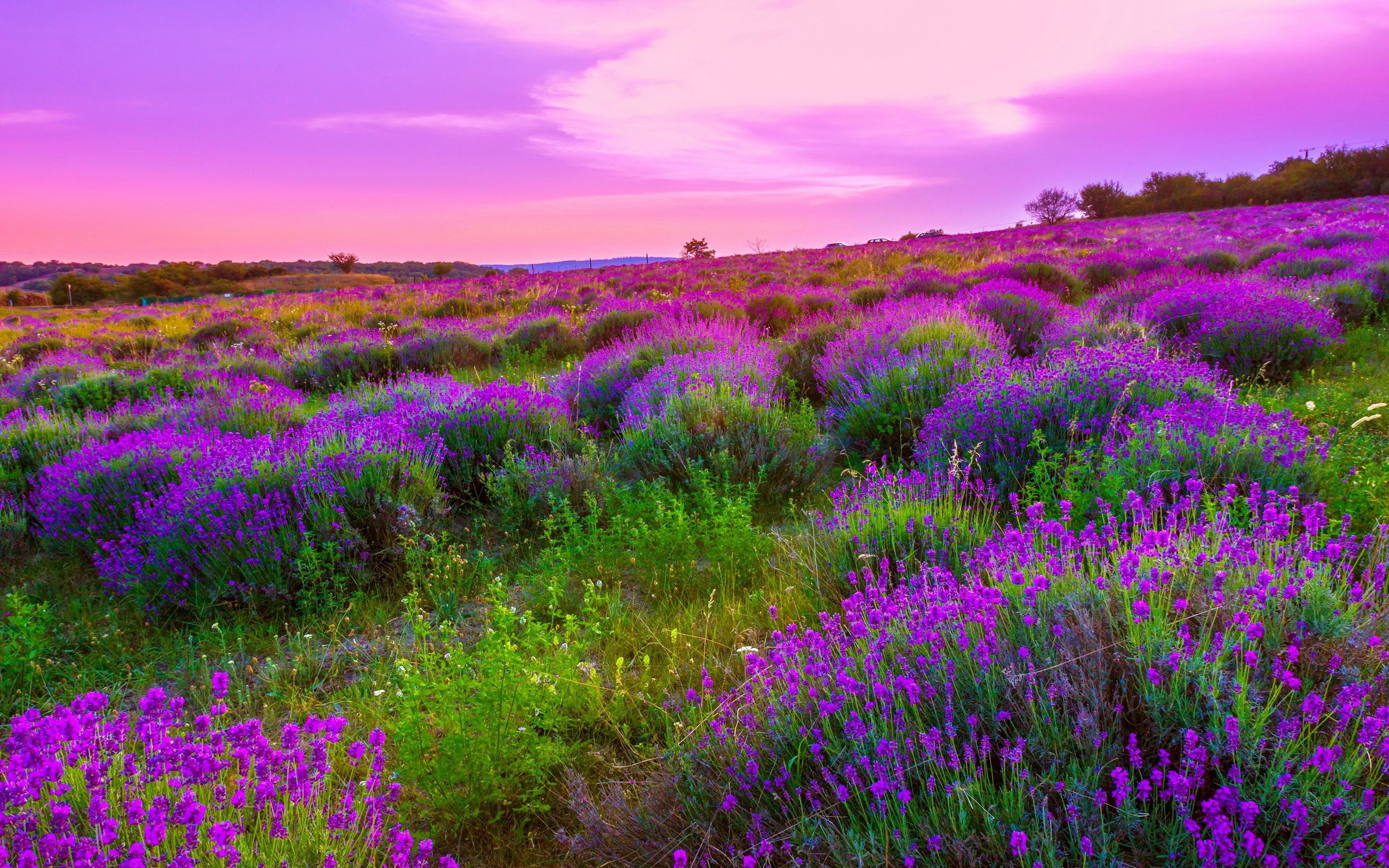 Lavender Spring Wallpapers - Wallpaper Cave