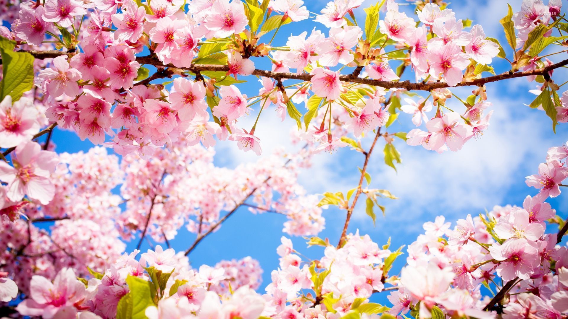 Pink blossoms in the spring wallpaper wallpaper