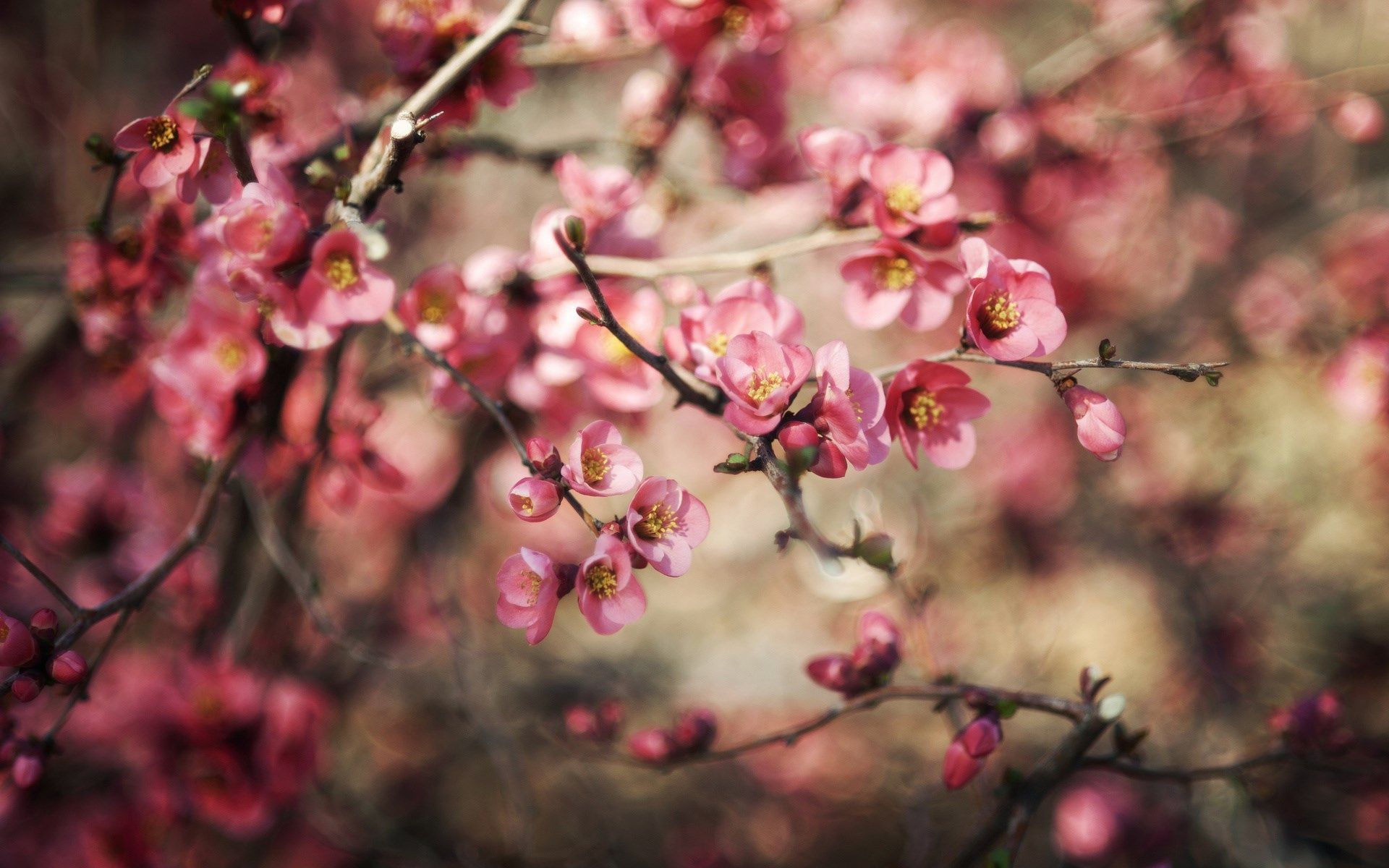 Free Spring Wallpaper HD For Desktop HD Nature Pink