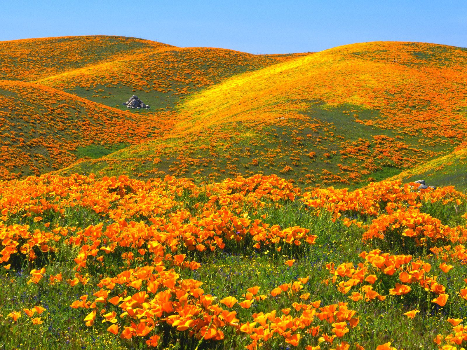 California Poppies and Rolling Hills. California poppy, California wildflowers, Poppies