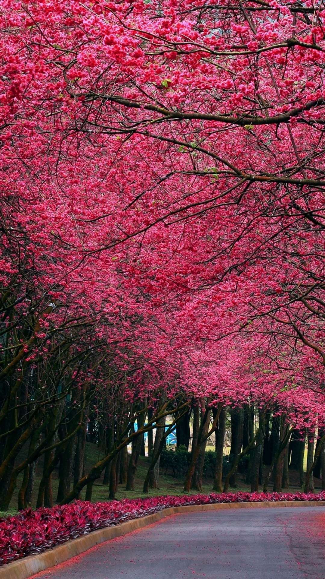Wallpaper HD Pink Tree