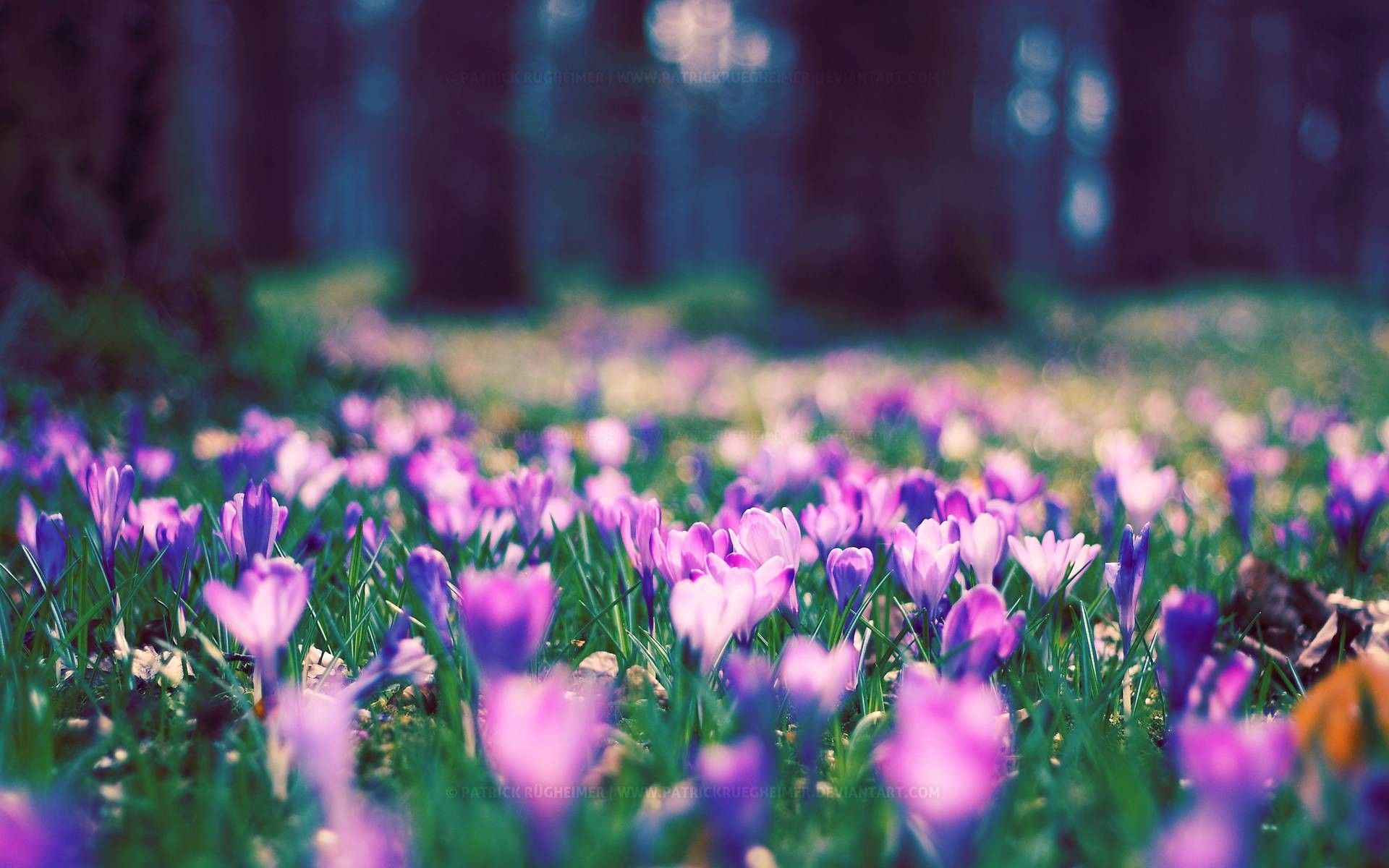 Springtime Desktop Wallpaper background picture