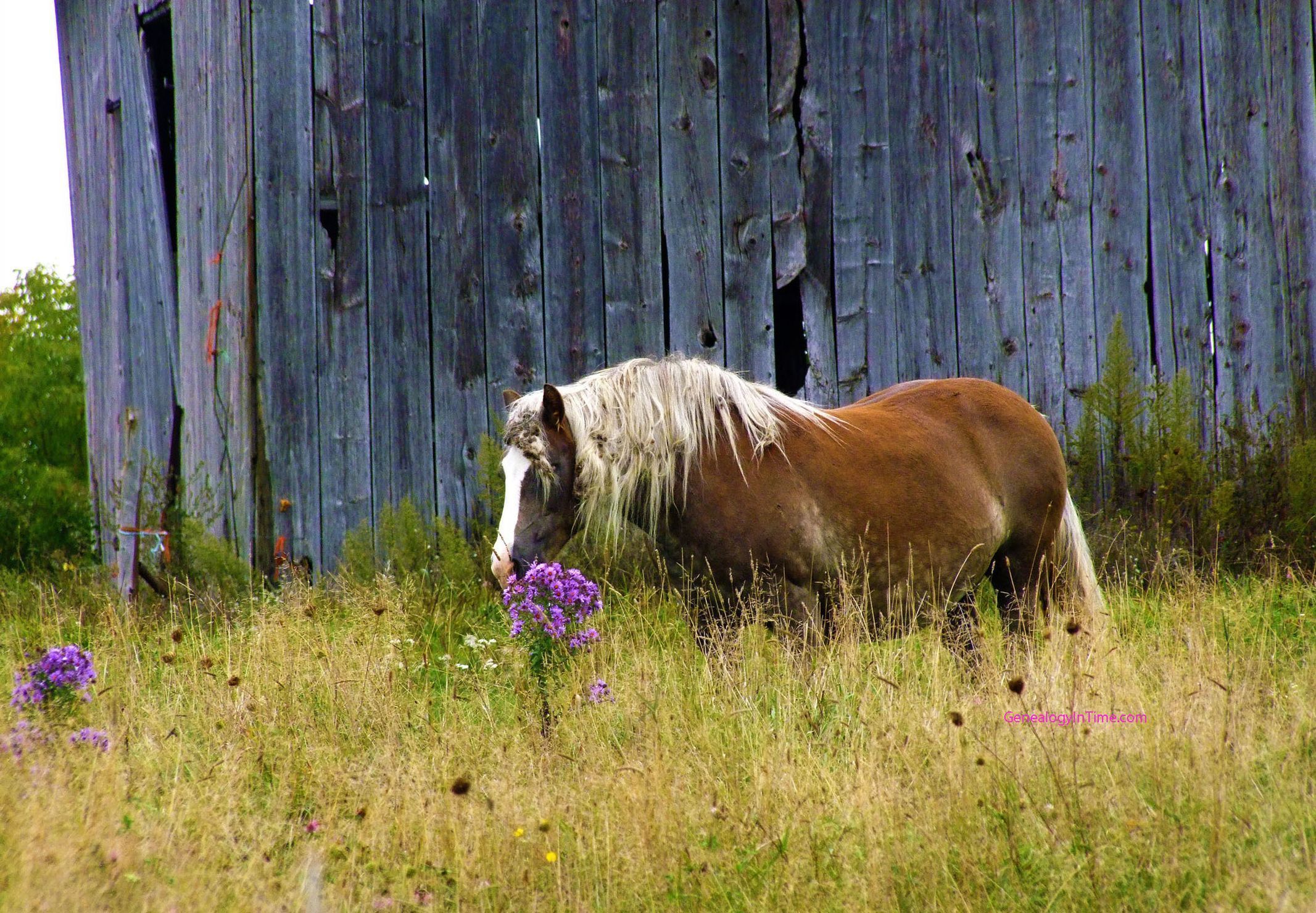 Spring Horse Wallpaper Free Spring Horse Background