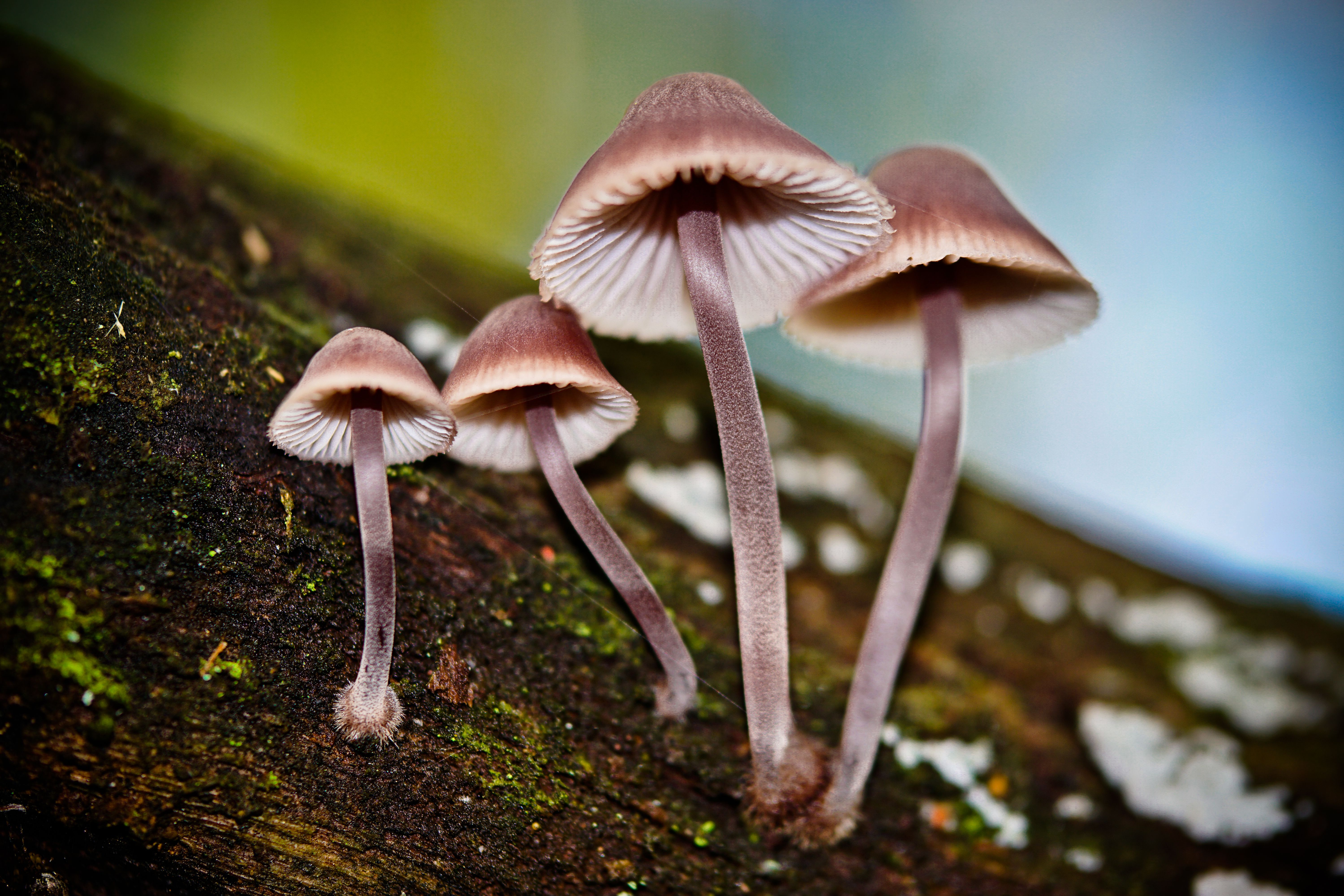 Wallpaper, nature, magic, spring, fungus, ART, autumn, leaf, flora, creative, magical, oberberg, computer wallpaper, close up, macro photography, plant stem, agaricomycetes, edible mushroom, agaricaceae, agaricus, npp 6000x4000