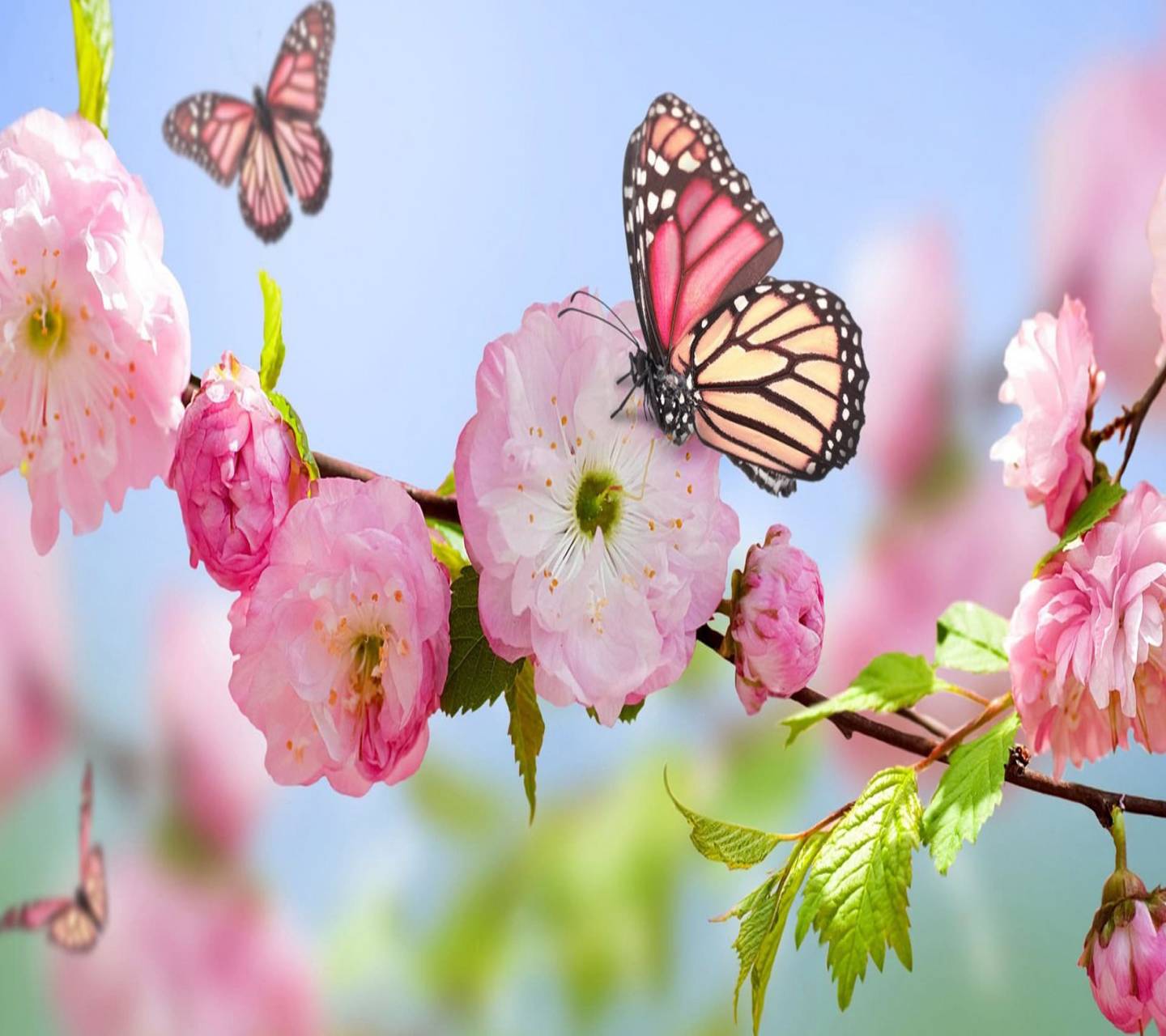 Butterflies Spring wallpaper