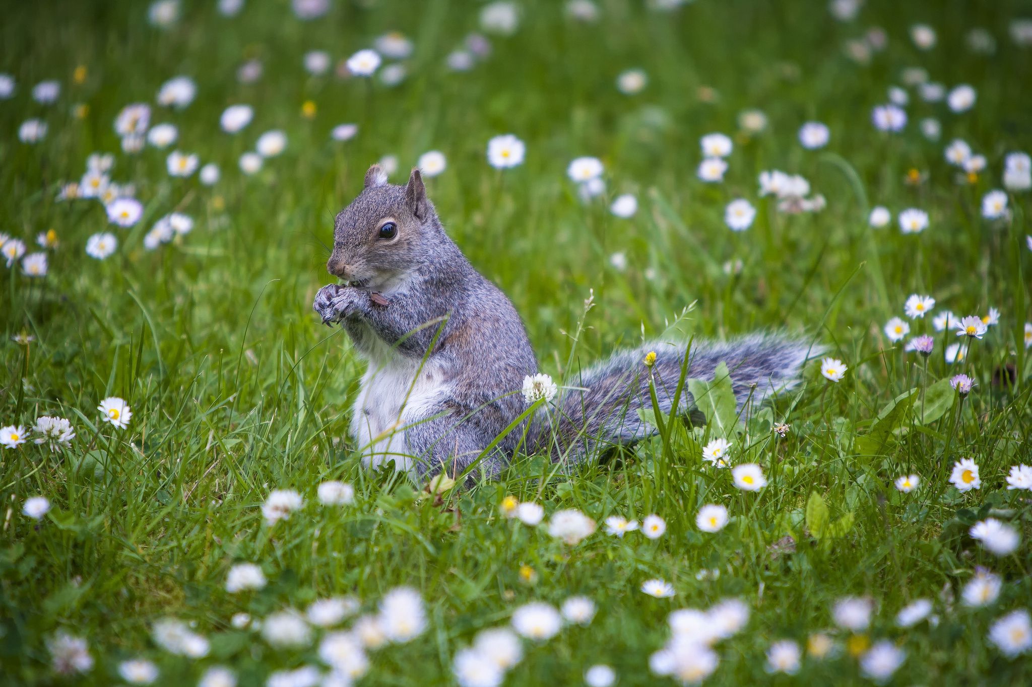 Spring Squirrel