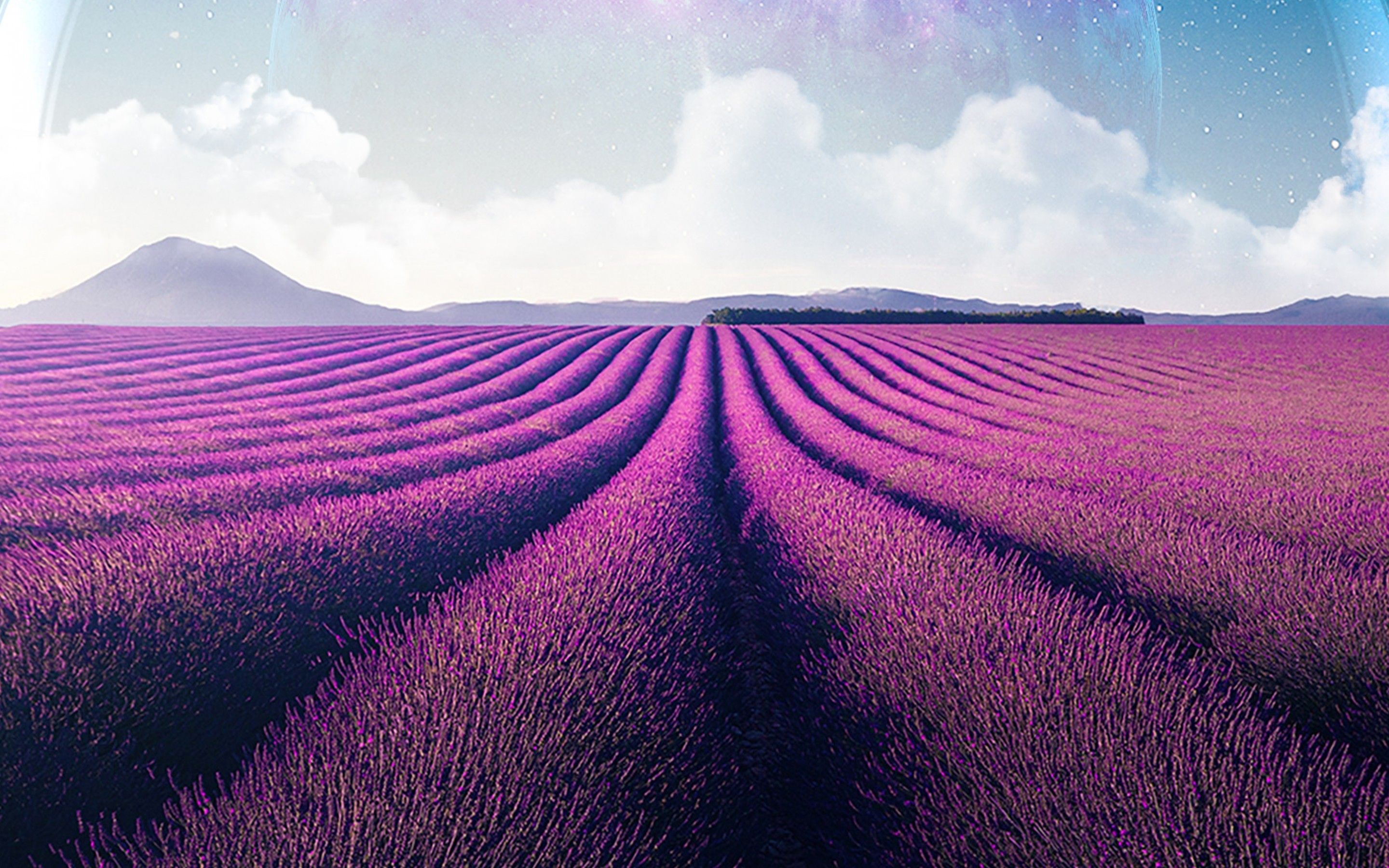 Lavender Farm Wallpapers - Wallpaper Cave