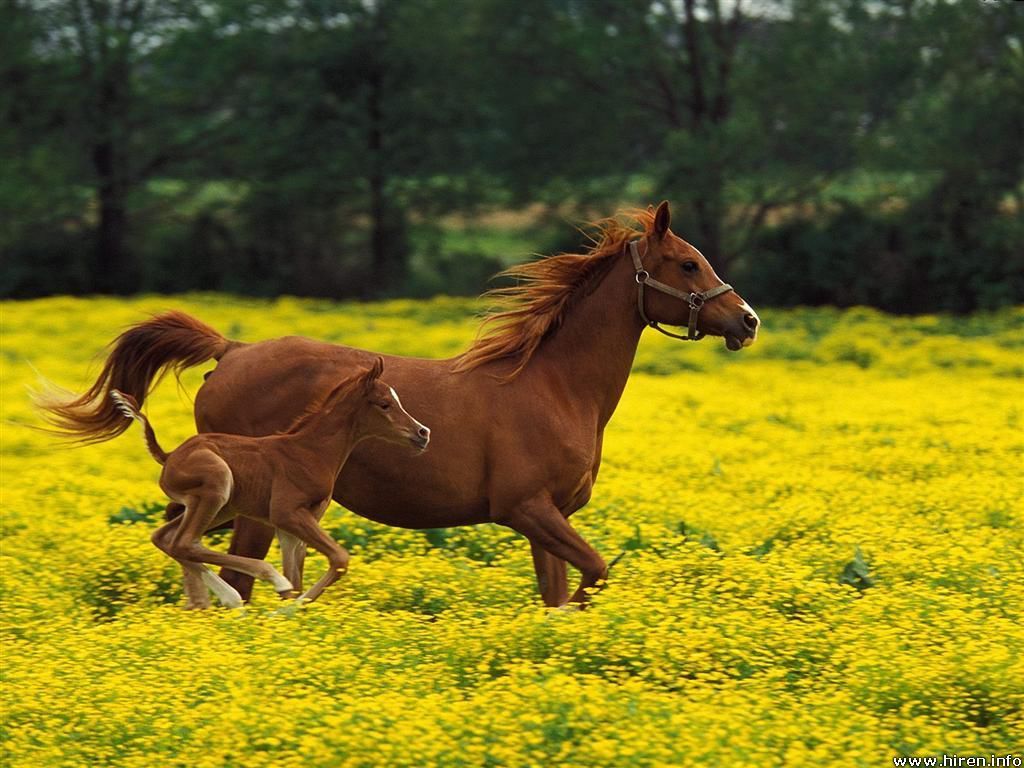 Desktop Wallpaper Animals Background Arabian Mare and Foal, Louisville, Kentucky. Beautiful horse picture, Horses, Baby horses