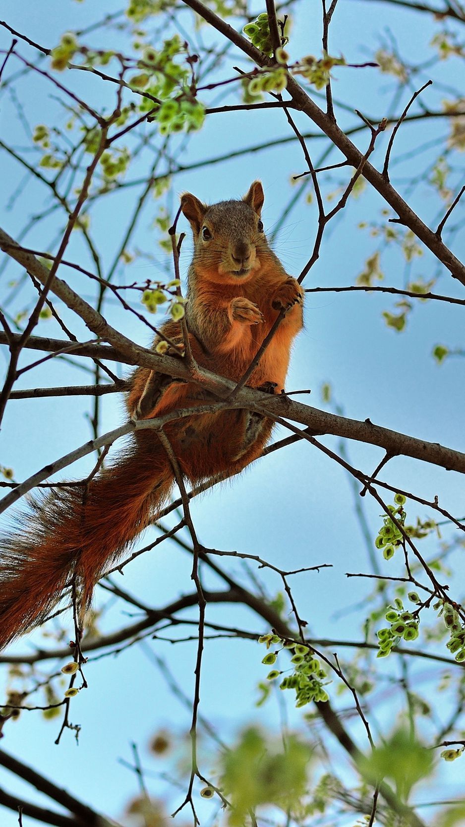 Download Wallpaper 938x1668 Squirrel, Tree, Animal, Spring Iphone 8 7 6s 6 For Parallax HD Background