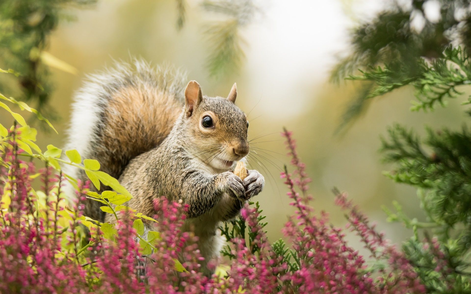 Spring Squirrels Wallpapers Wallpaper Cave