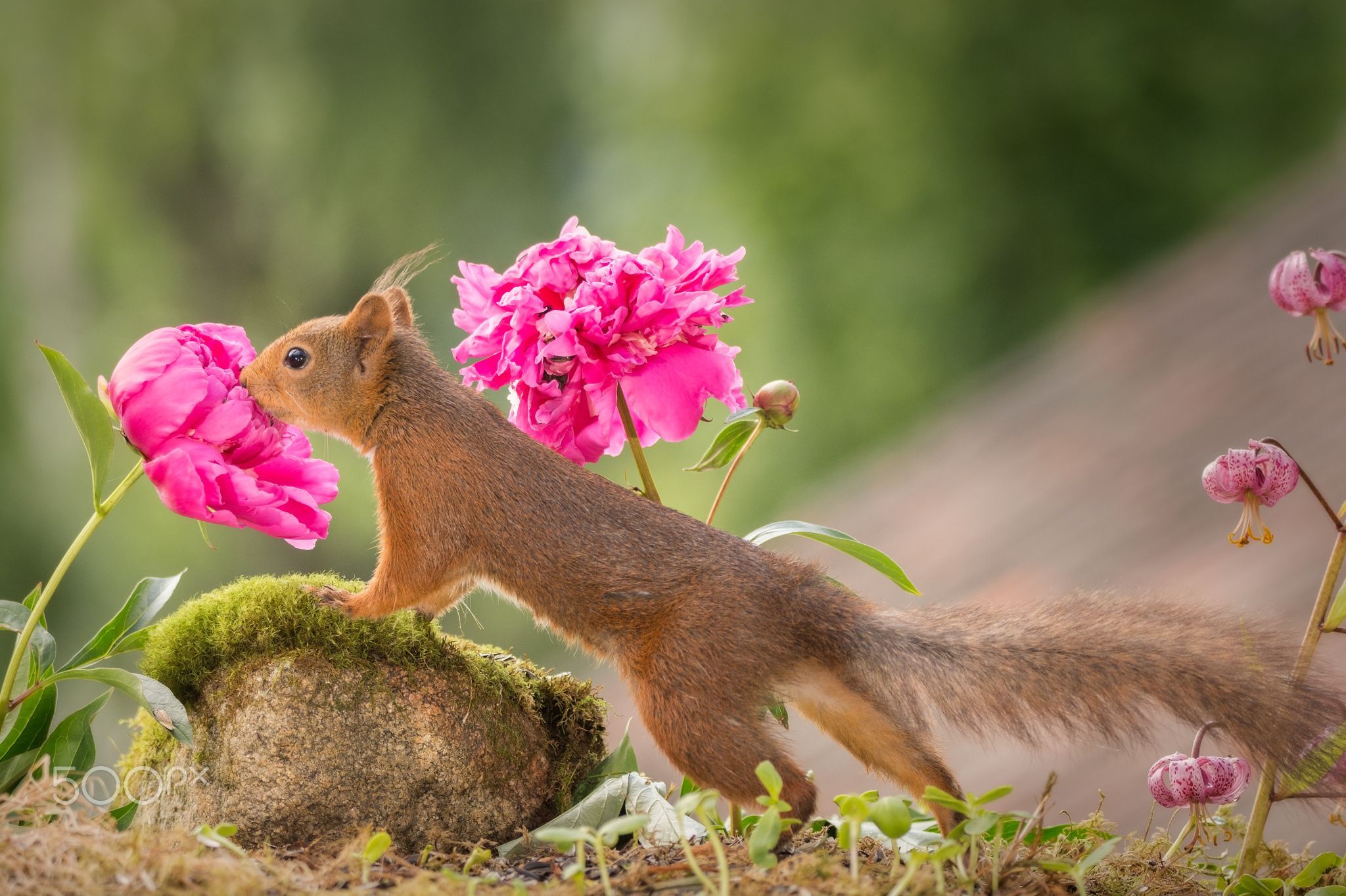 Spring Squirrels Wallpapers - Wallpaper Cave