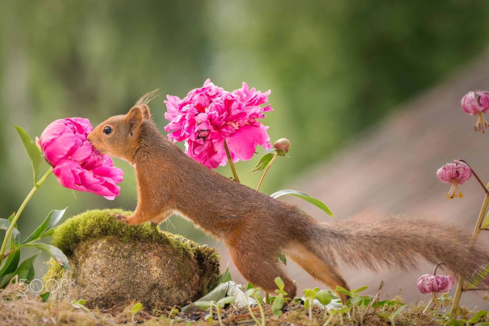 flowers smelling. Smelling flowers, Flower wallpaper, Animals