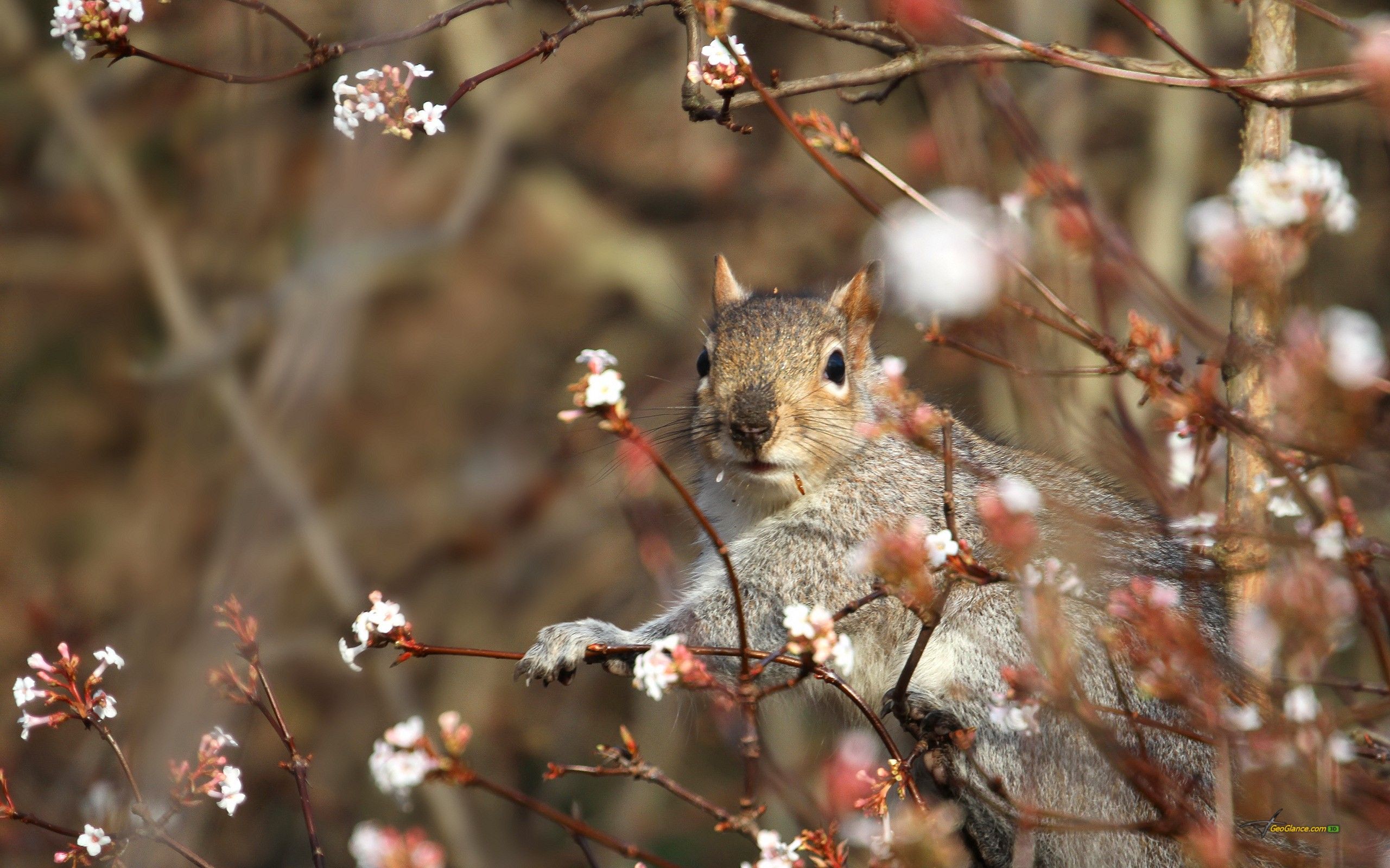 Wallpaper, nature, winter, squirrel, branch, wildlife, blossom, spring, rodent, autumn, flower, plant, season, flora, fauna, twig, produce, macro photography 2561x1600