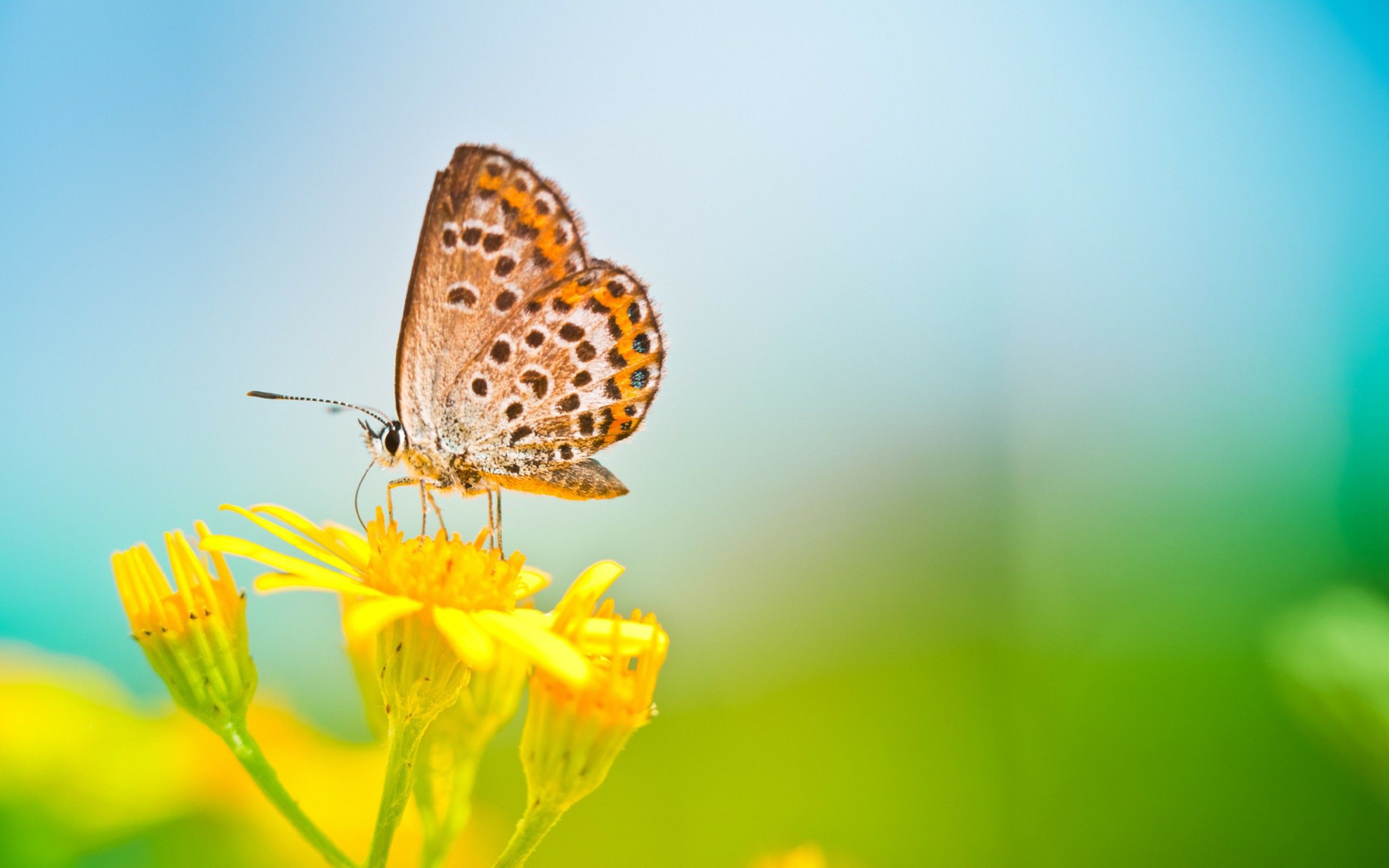 Spring Butterfly Wallpaper Free Spring Butterfly Background