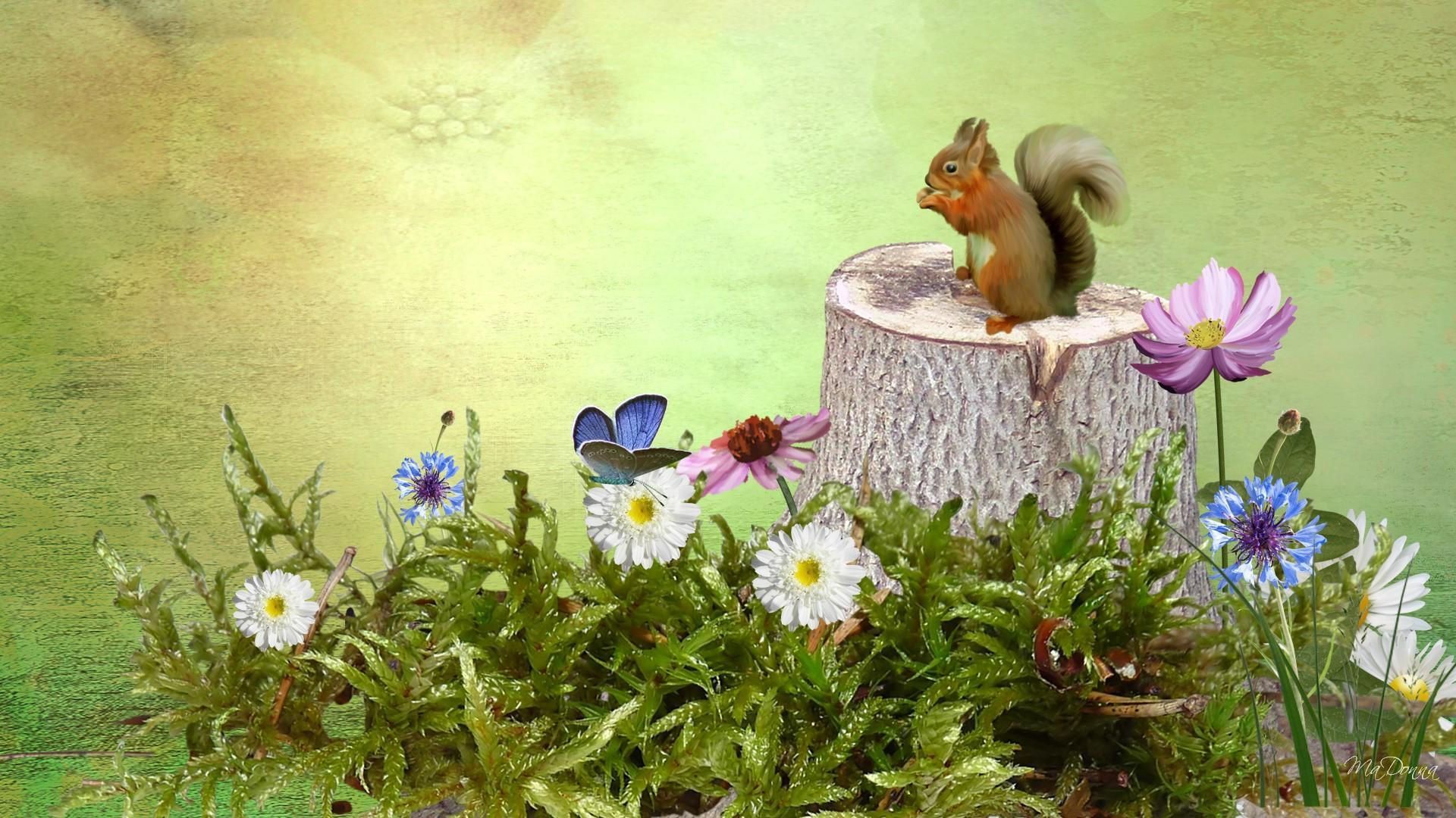 Animal Squirrel Wallpaper. Wallpaper background, Squirrel, Background image