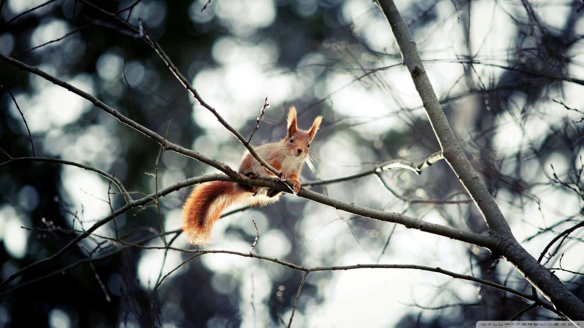 Download Red Squirrel In Tree Wallpaper 1920x1080