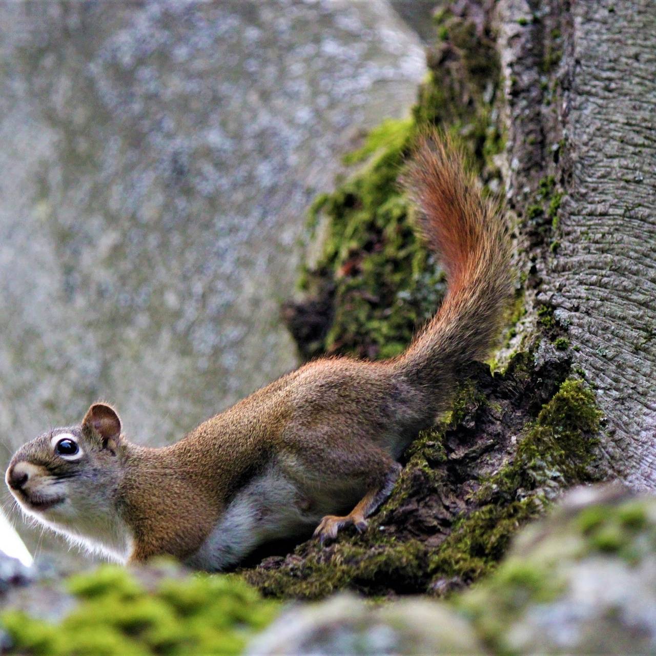 Spring Squirrel wallpaper