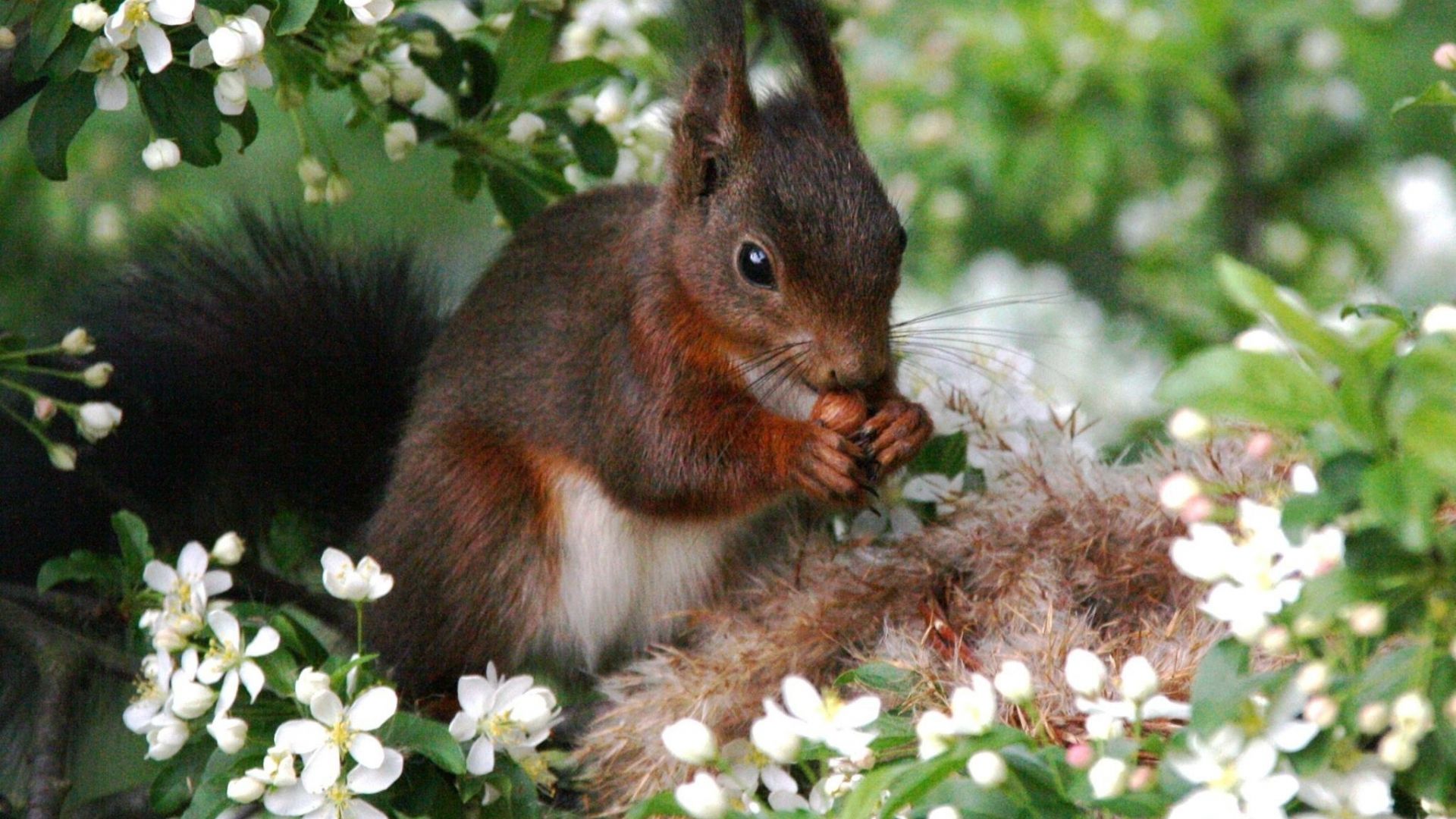 Download 1920x1080 wallpaper squirrel, rodent, tree branch, full hd, hdtv, fhd, 1080p, 1920x1080 HD image, background, 3283