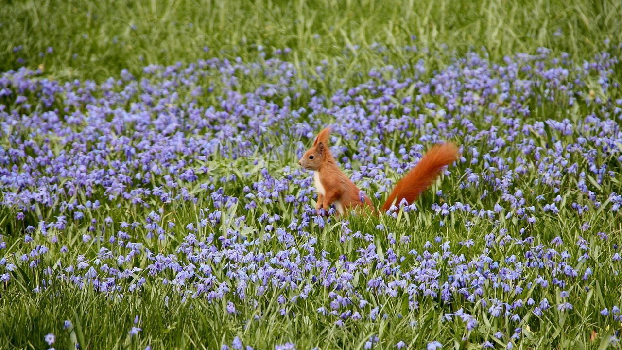 Wallpaper nature, field, flowers, squirrels hd, picture, image