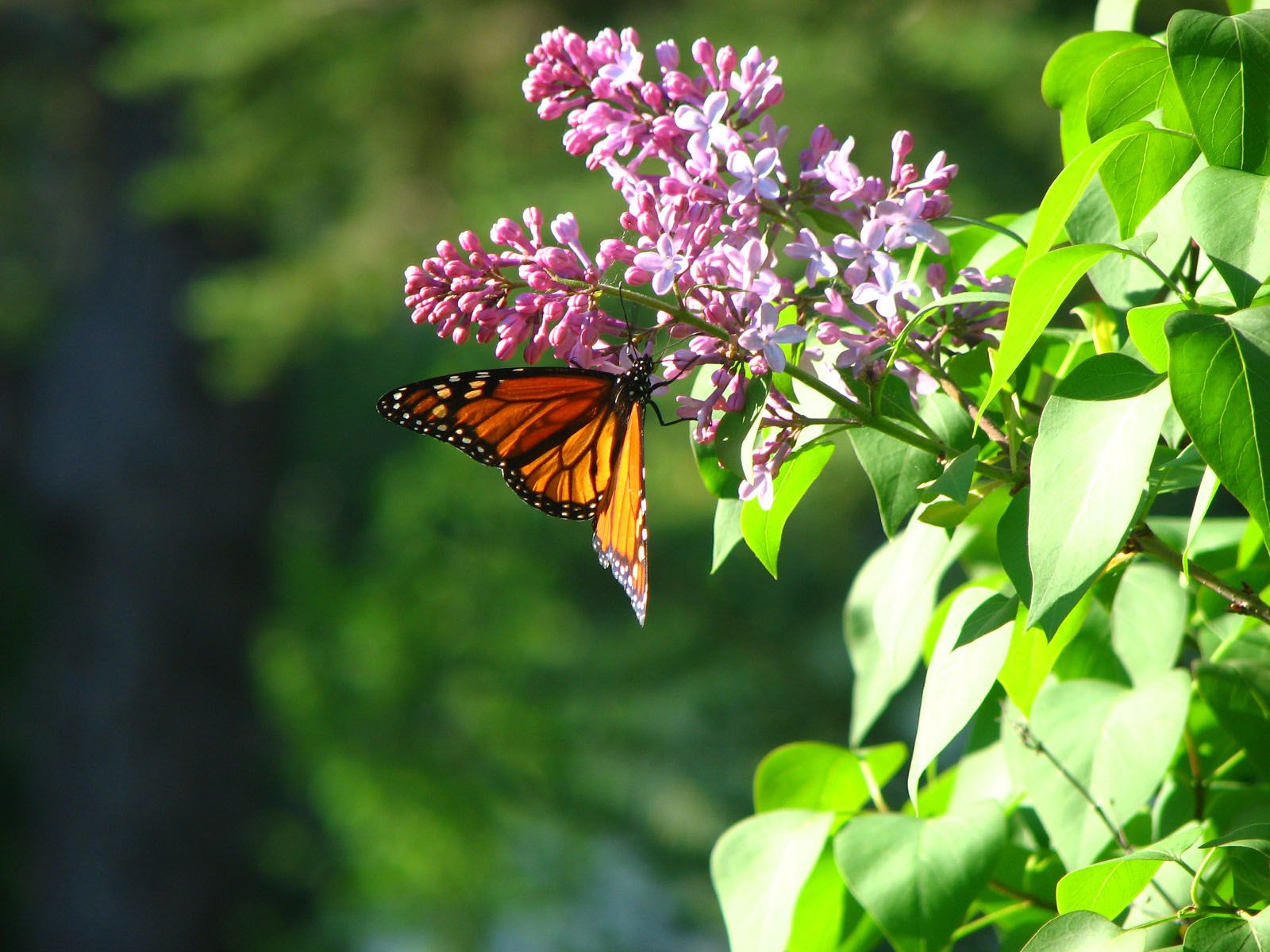 butterfly HD free wallpaper spring season free hd