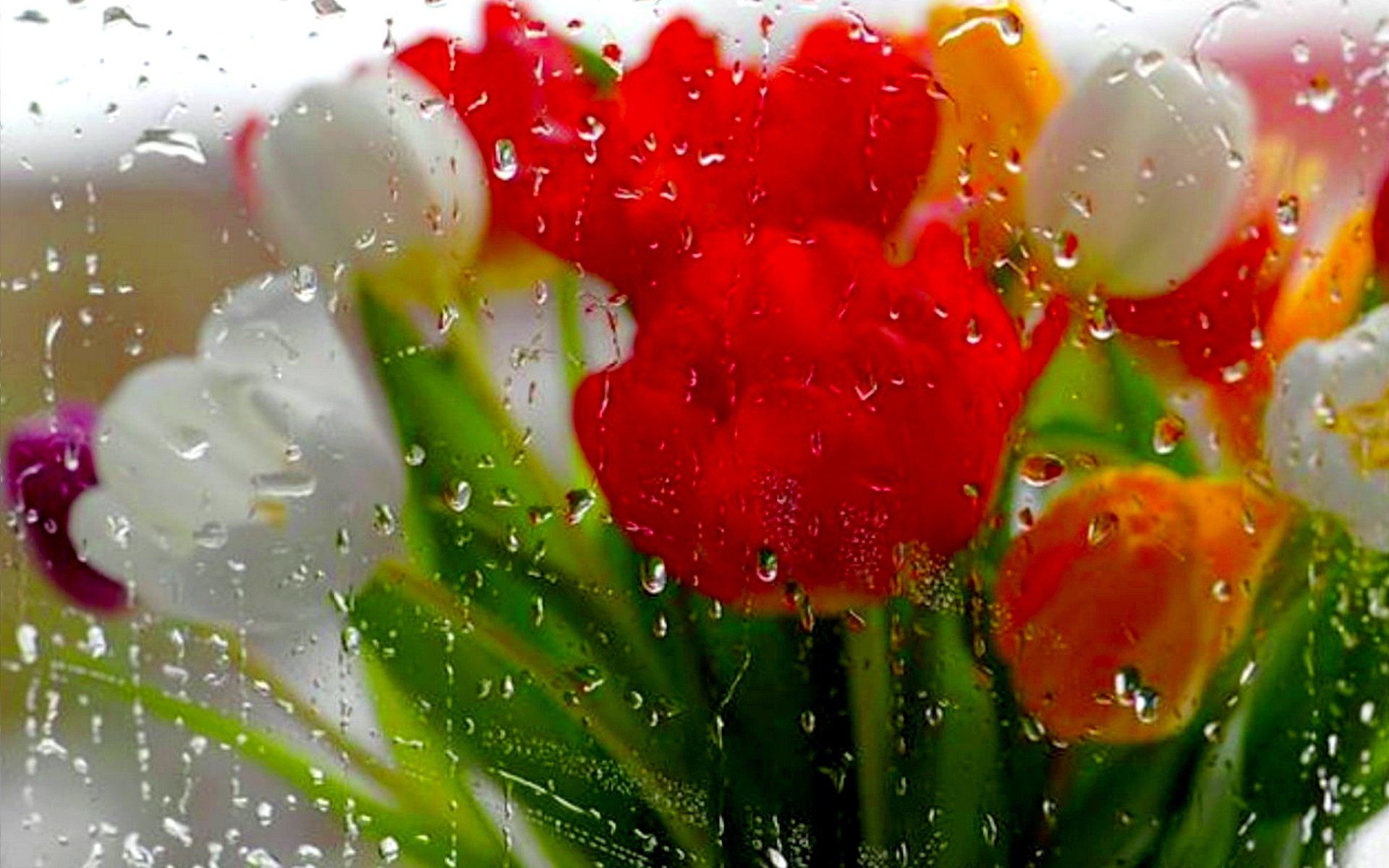 Free download spring rain HD wallpaper [1920x1200] for your Desktop, Mobile & Tablet. Explore Spring Rainy Wallpaper. Rainy Day Wallpaper Widescreen, Rainy Day Wallpaper Image, Free Rain Wallpaper