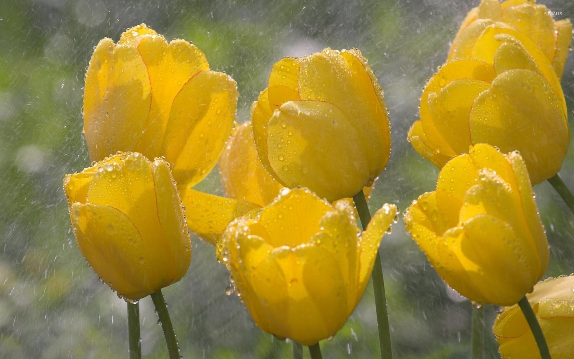 Yellow tulips on a rainy day wallpaper wallpaper