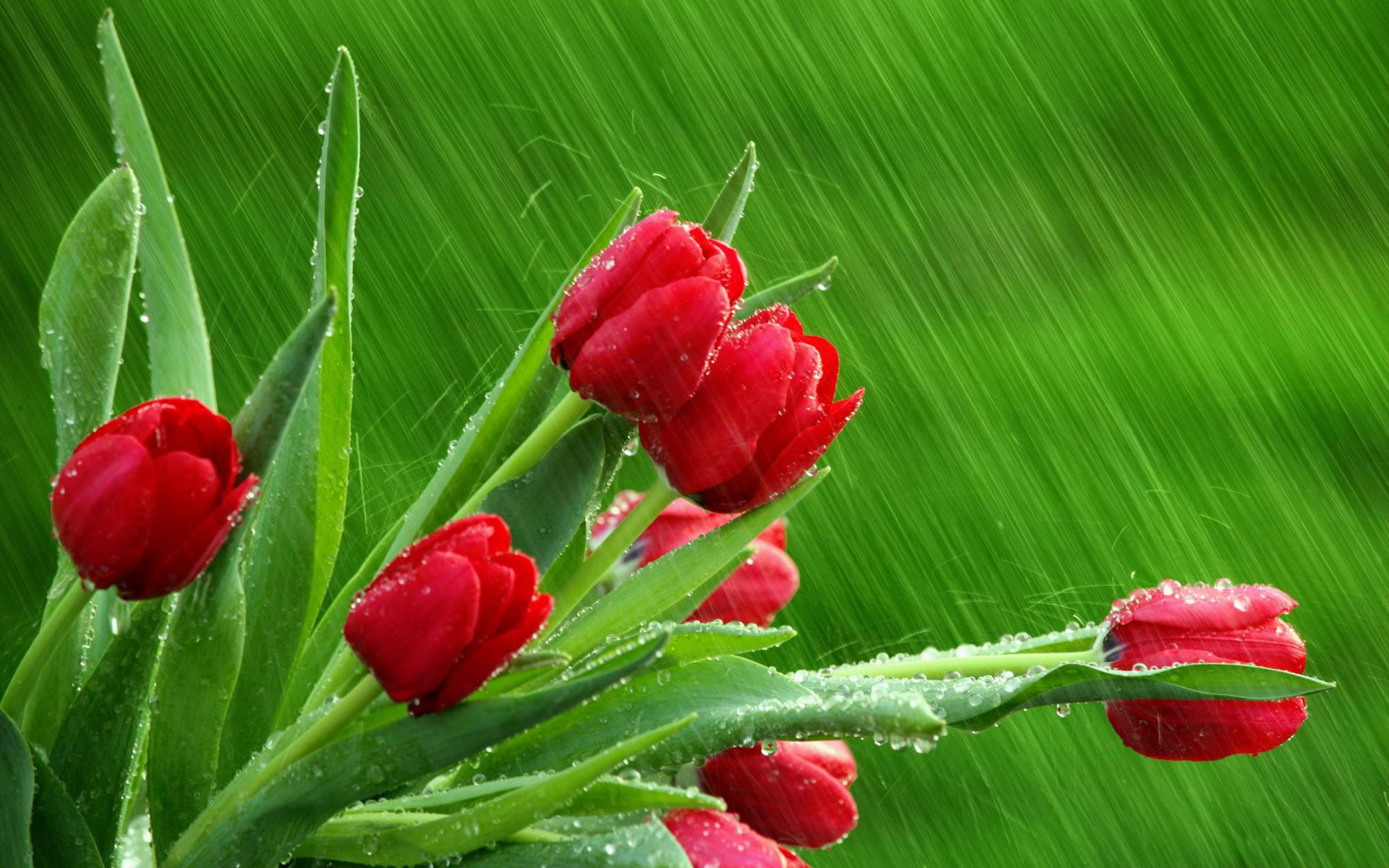 Spring Rainy Green Background With Red Tulips Quality Image And Transparent PNG Free Clipart