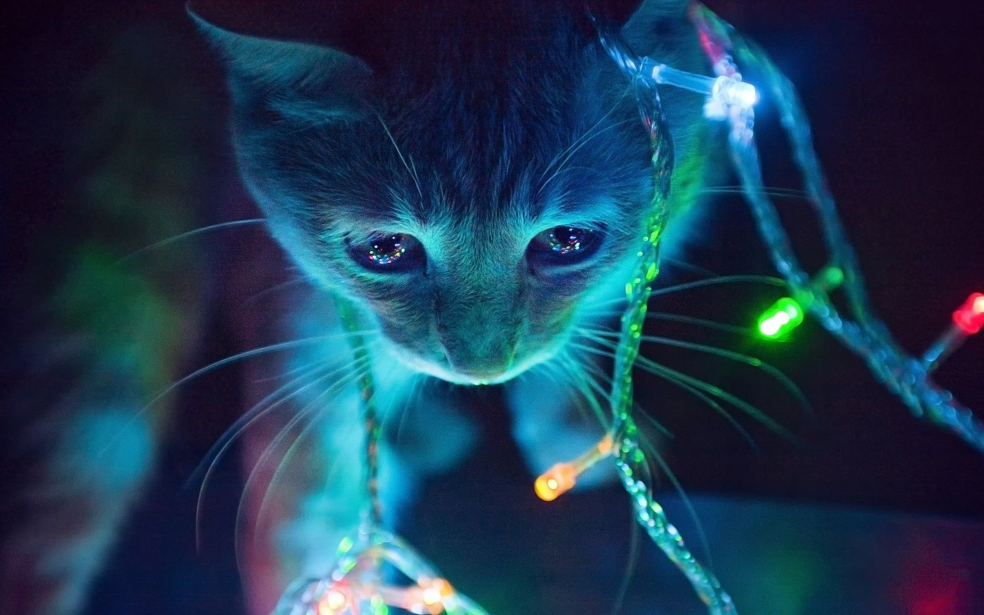 Christmas Lights and Cat (wallpaper) [1920x1080]