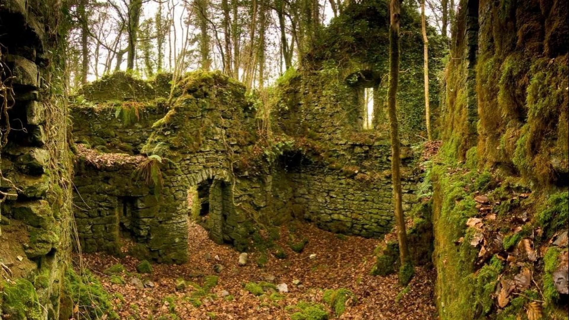 Fairy Forest in Ireland