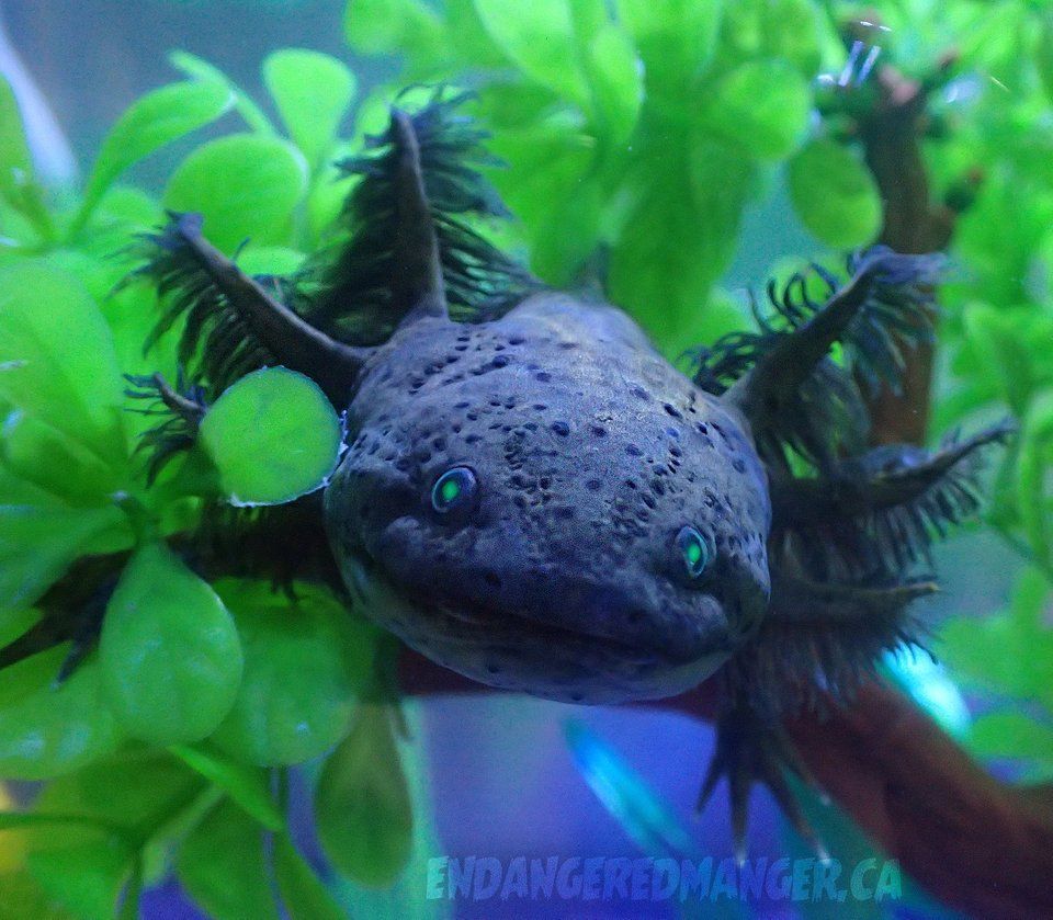 Black Axolotl Wallpapers - Wallpaper Cave