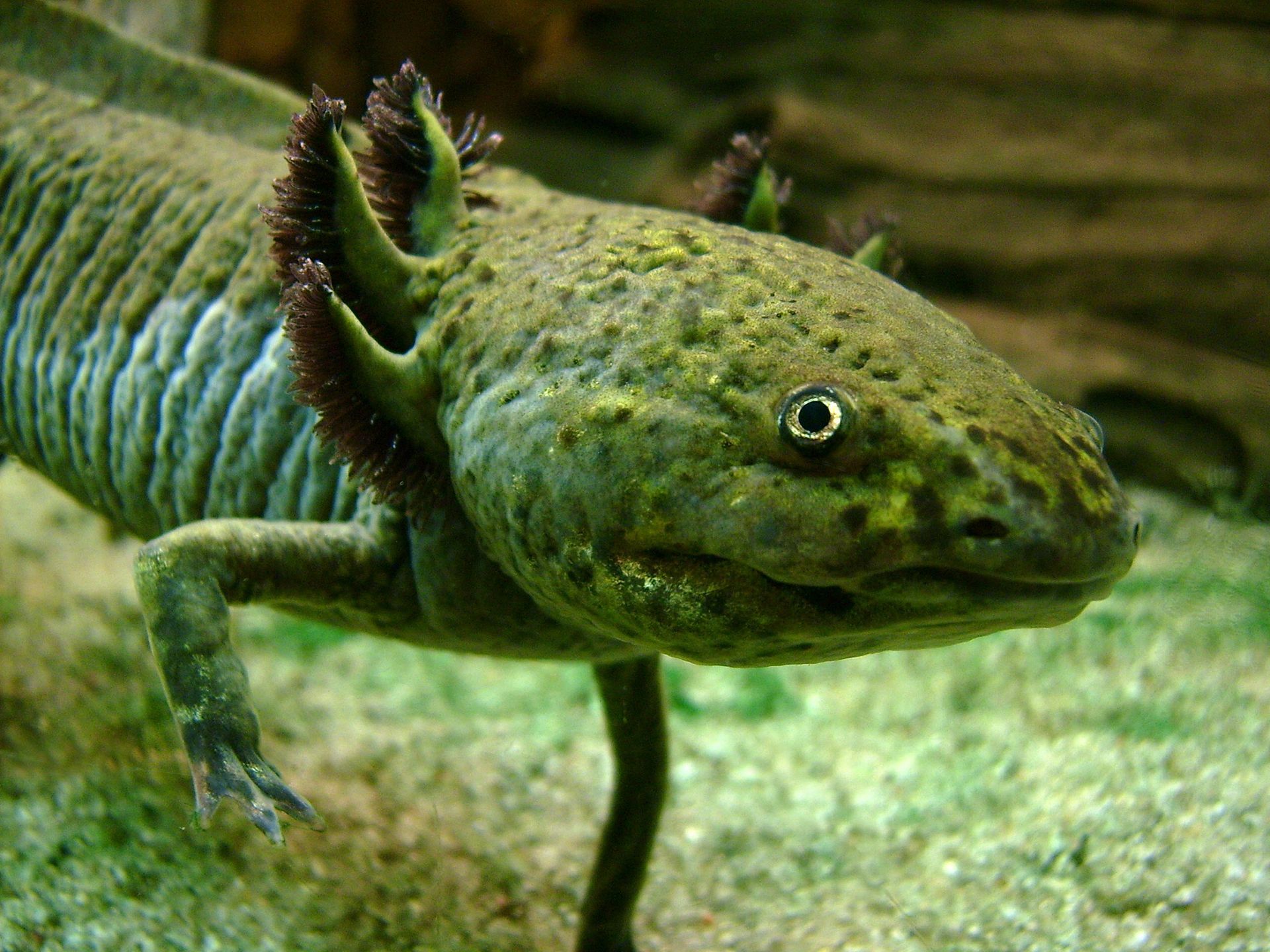 The Novel Axolotl: A Conservation Paradox