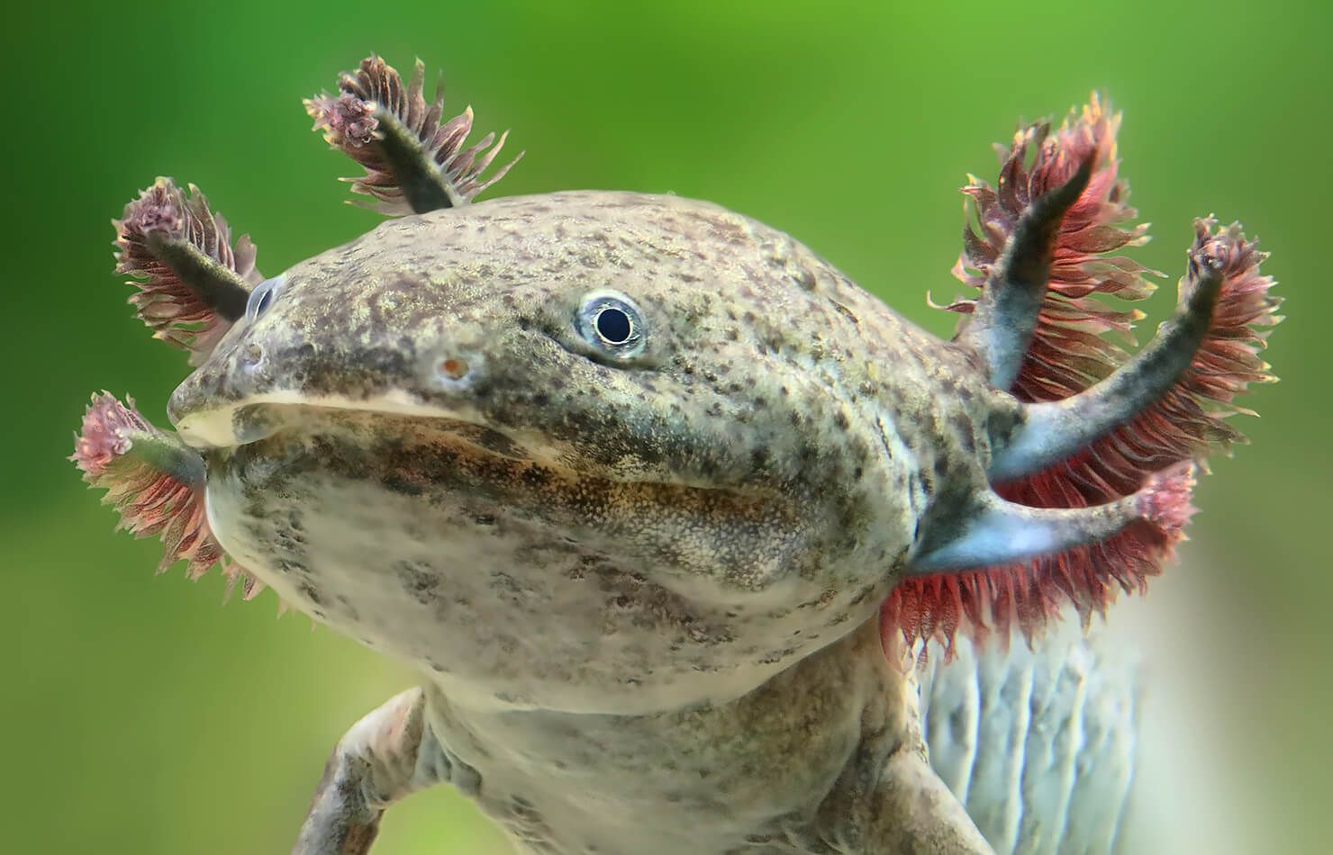 Axolotl Green Wallpapers Wallpaper Cave