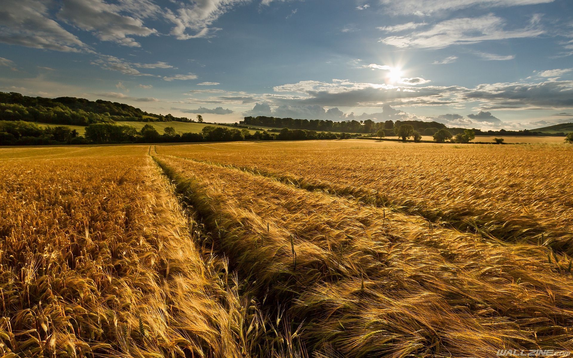 Wheat Field Late Summer. Field wallpaper, Landscape picture, Landscape