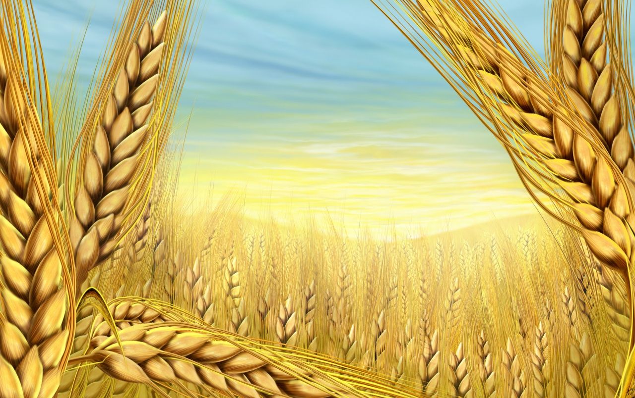 Summer Wheat wallpaper. Summer Wheat