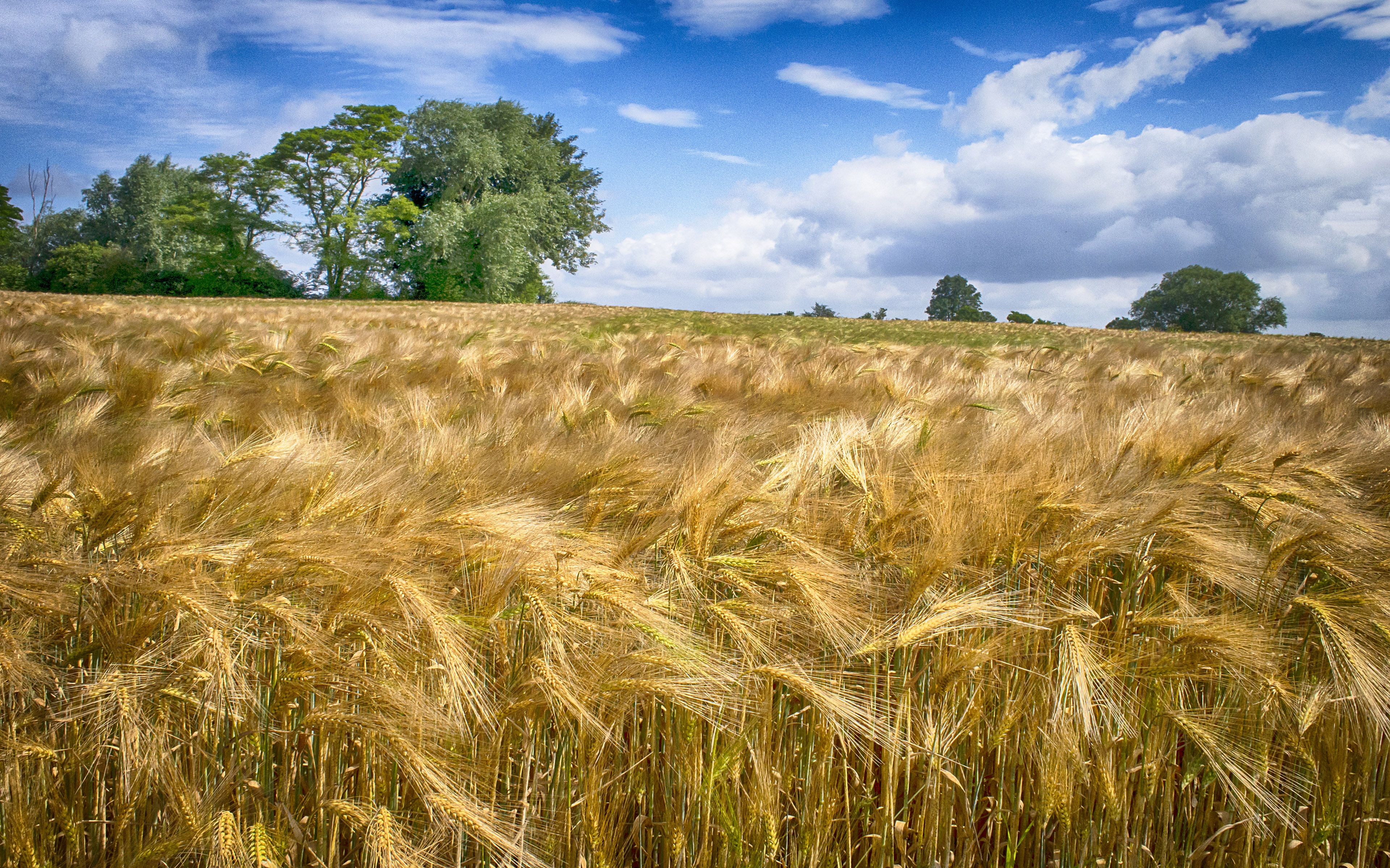 Wheat Field Summer Wallpaper HD 3840x2400, Wallpaper13.com