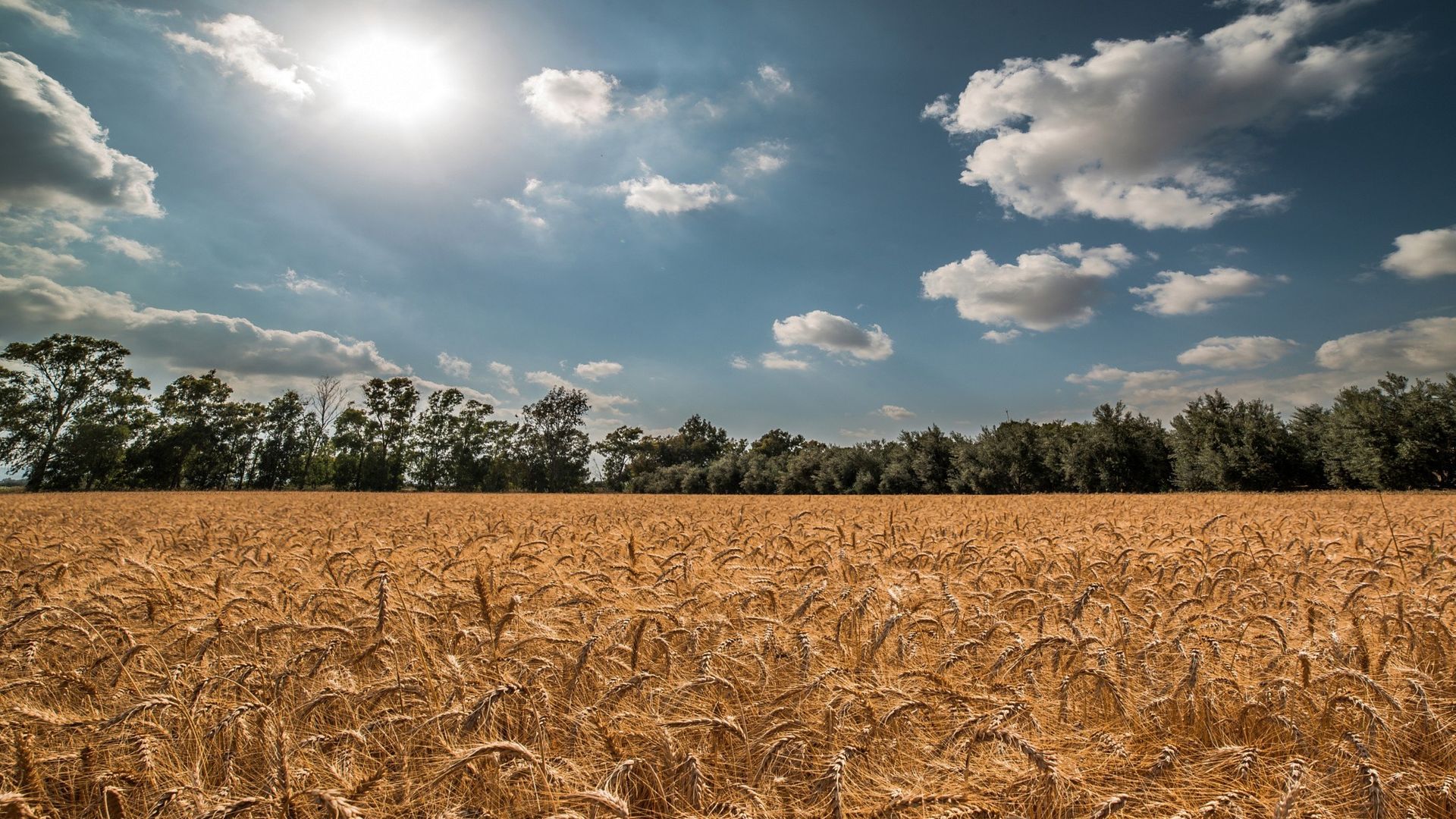 Nature Summer Wheat Grain Field