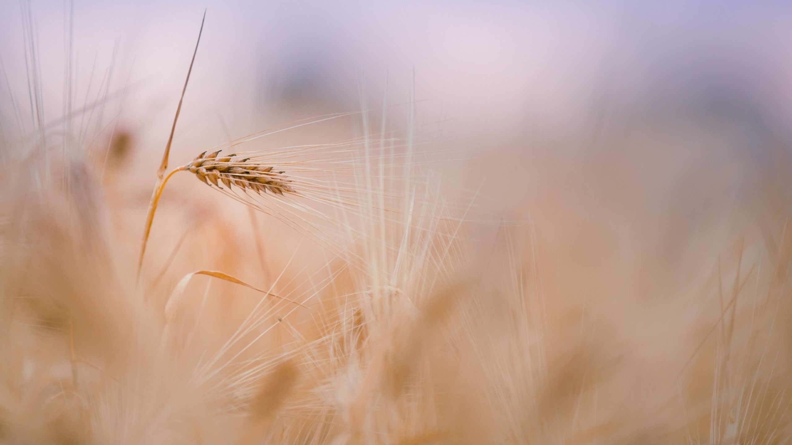 Wheat 4K wallpaper for your desktop or mobile screen free and easy to download