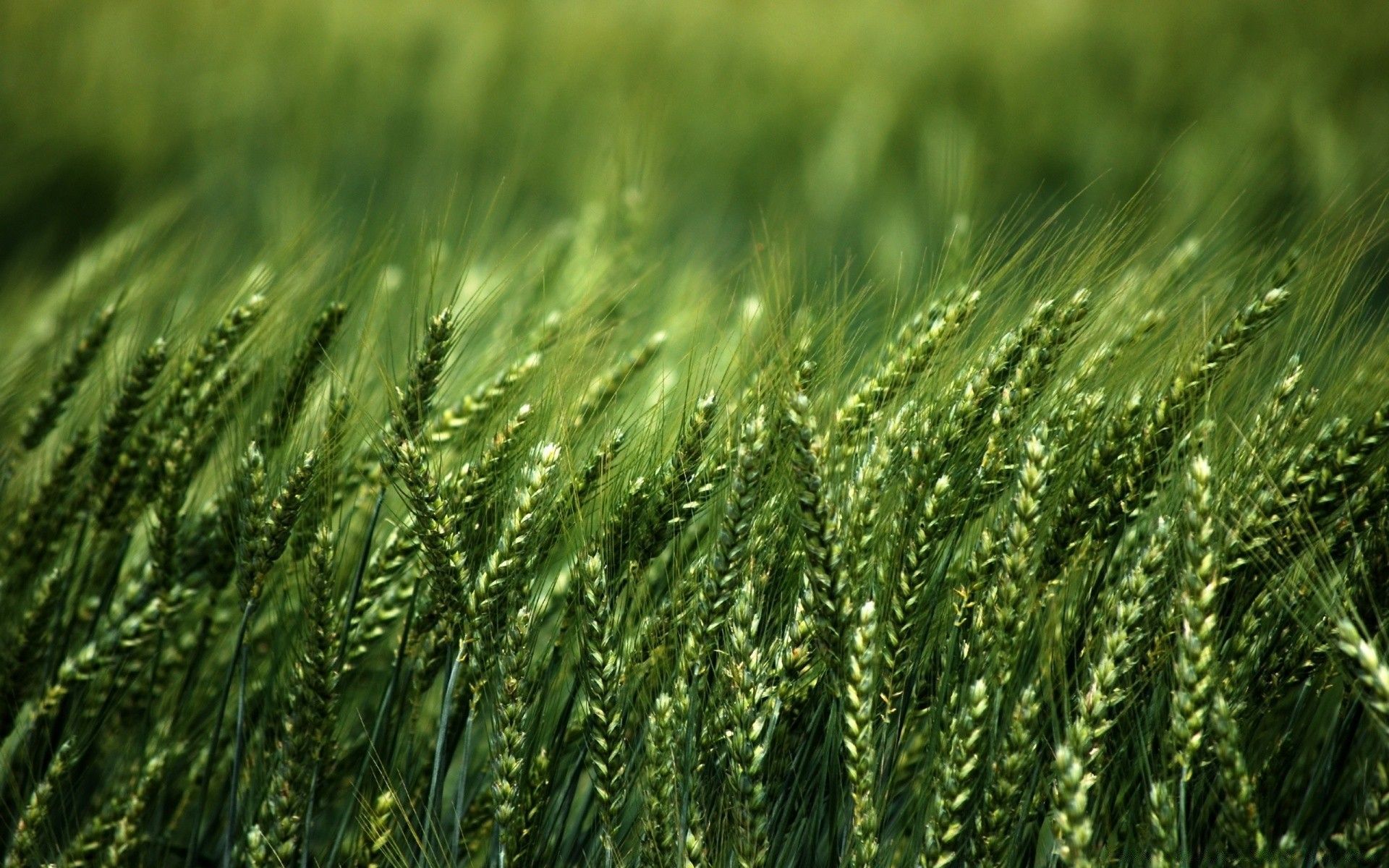 Пшеничное поле зеленое