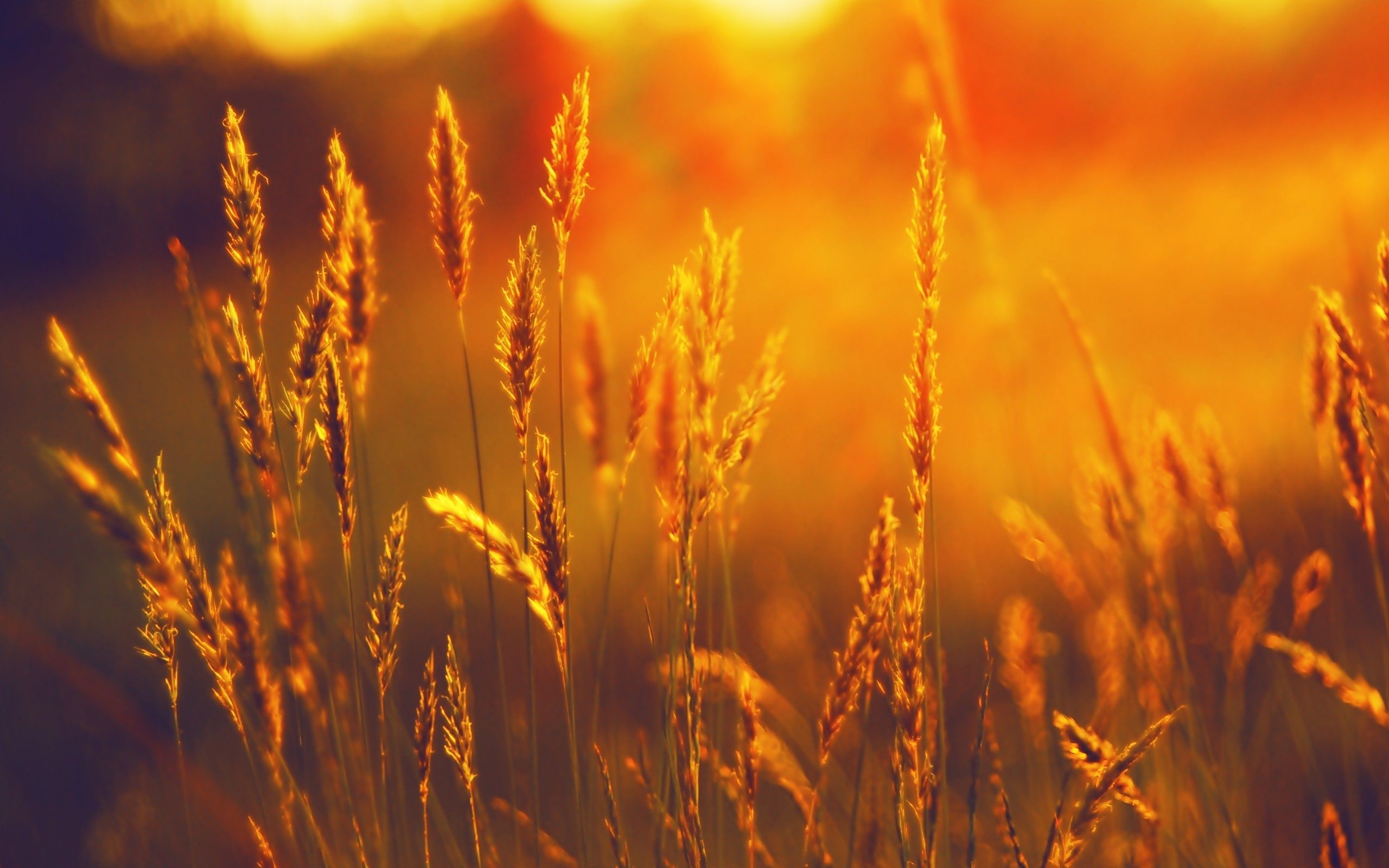 nature, #sunlight, #field, #plants, #summer, #wheat, #sunset, #landscape, #spikelets, wallpaper. Sunshine wallpaper, Sunset nature, Sunset landscape