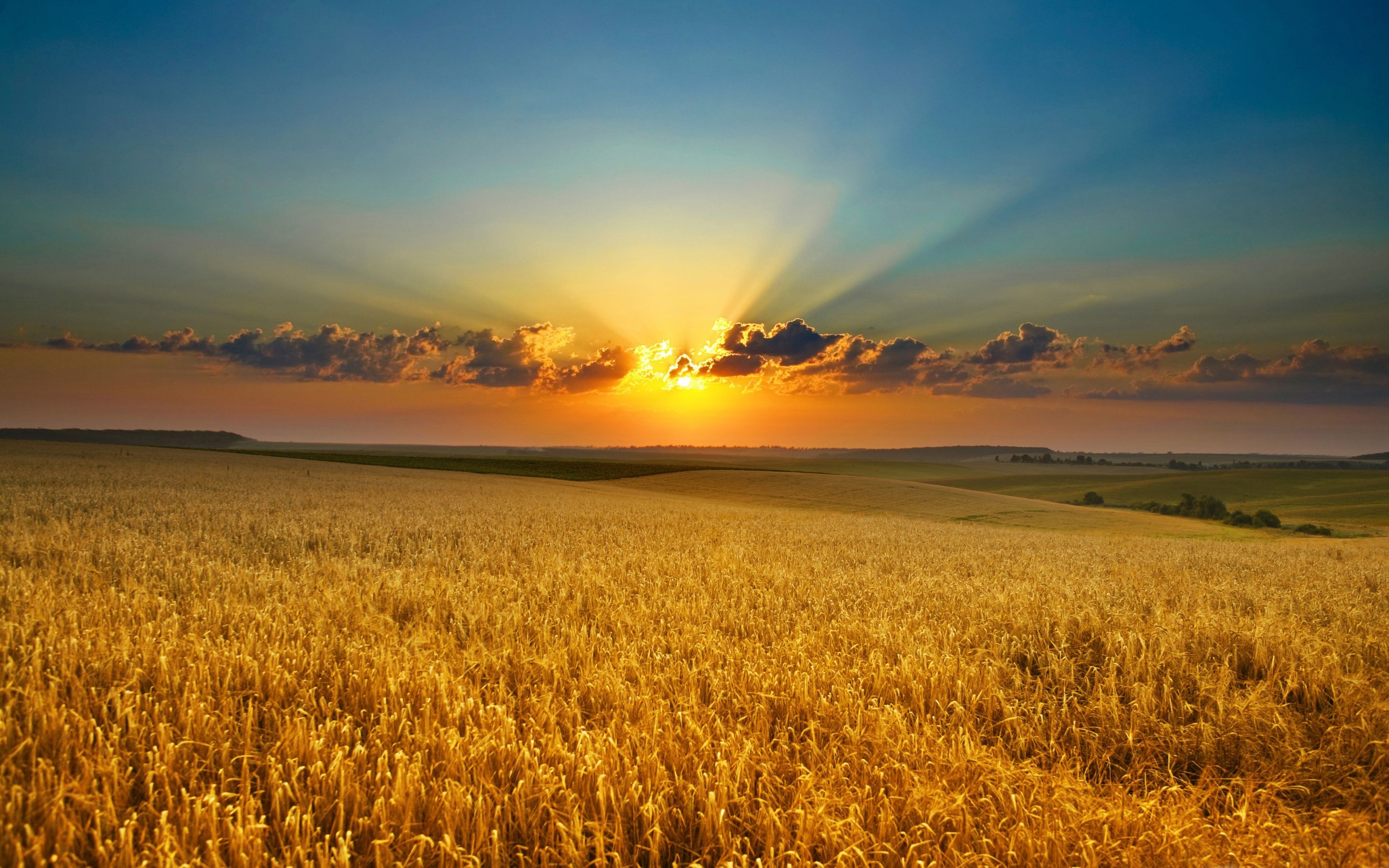 Golden summer field MacBook Air Wallpaper Download