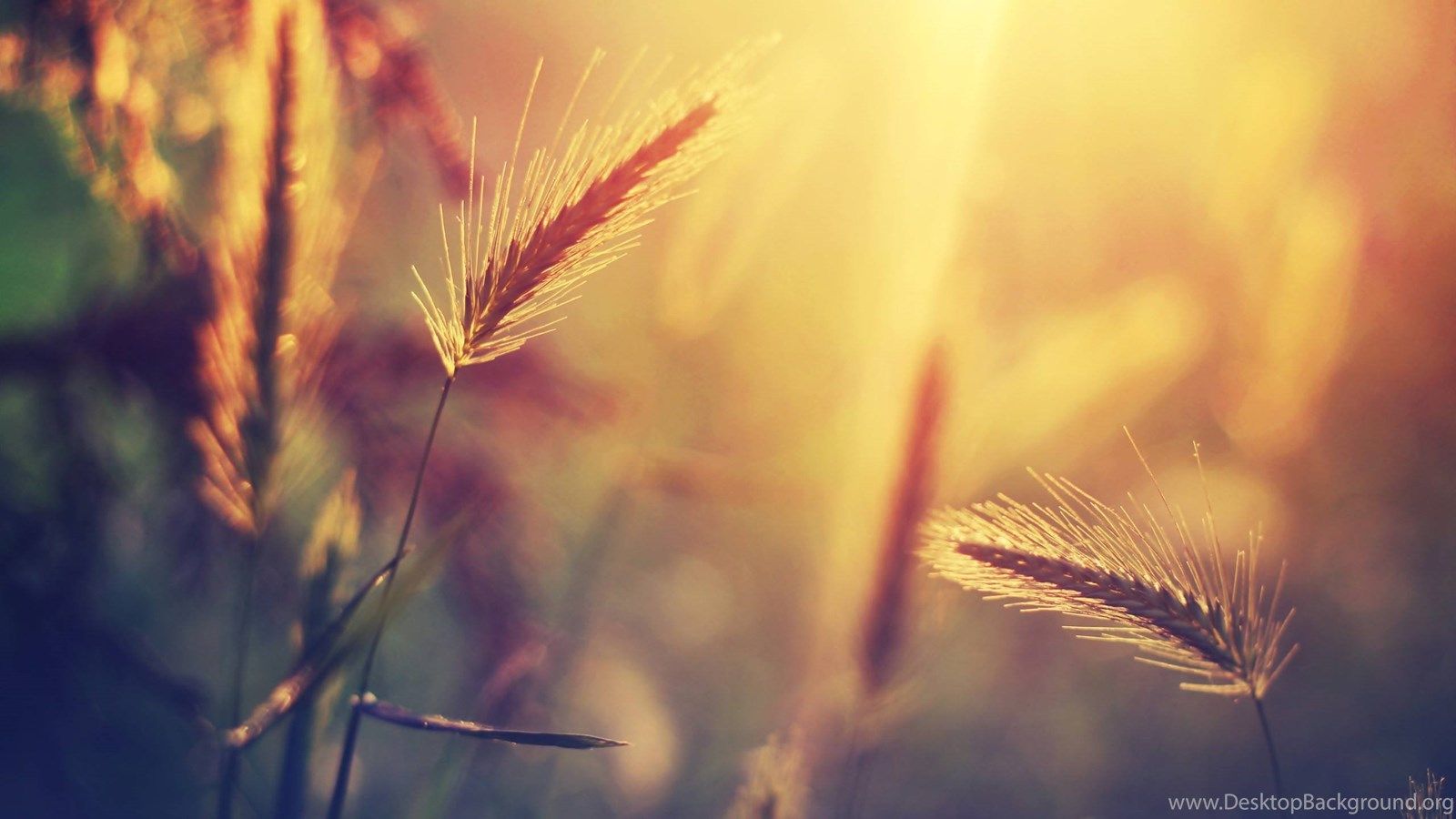 Sunset Nature Summer Wheat Wallpaper Desktop Background