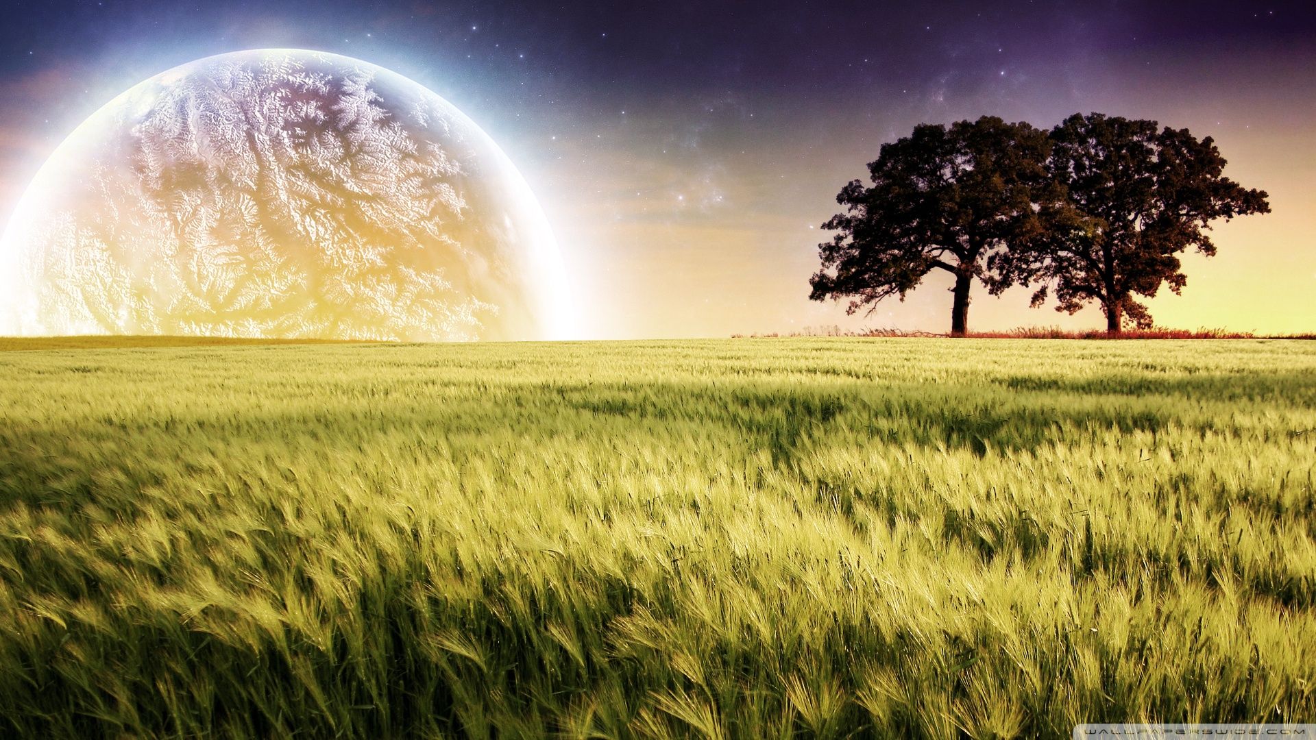 Wheat Field Summer Ultra HD Desktop Background Wallpaper for 4K UHD TV, Widescreen & UltraWide Desktop & Laptop