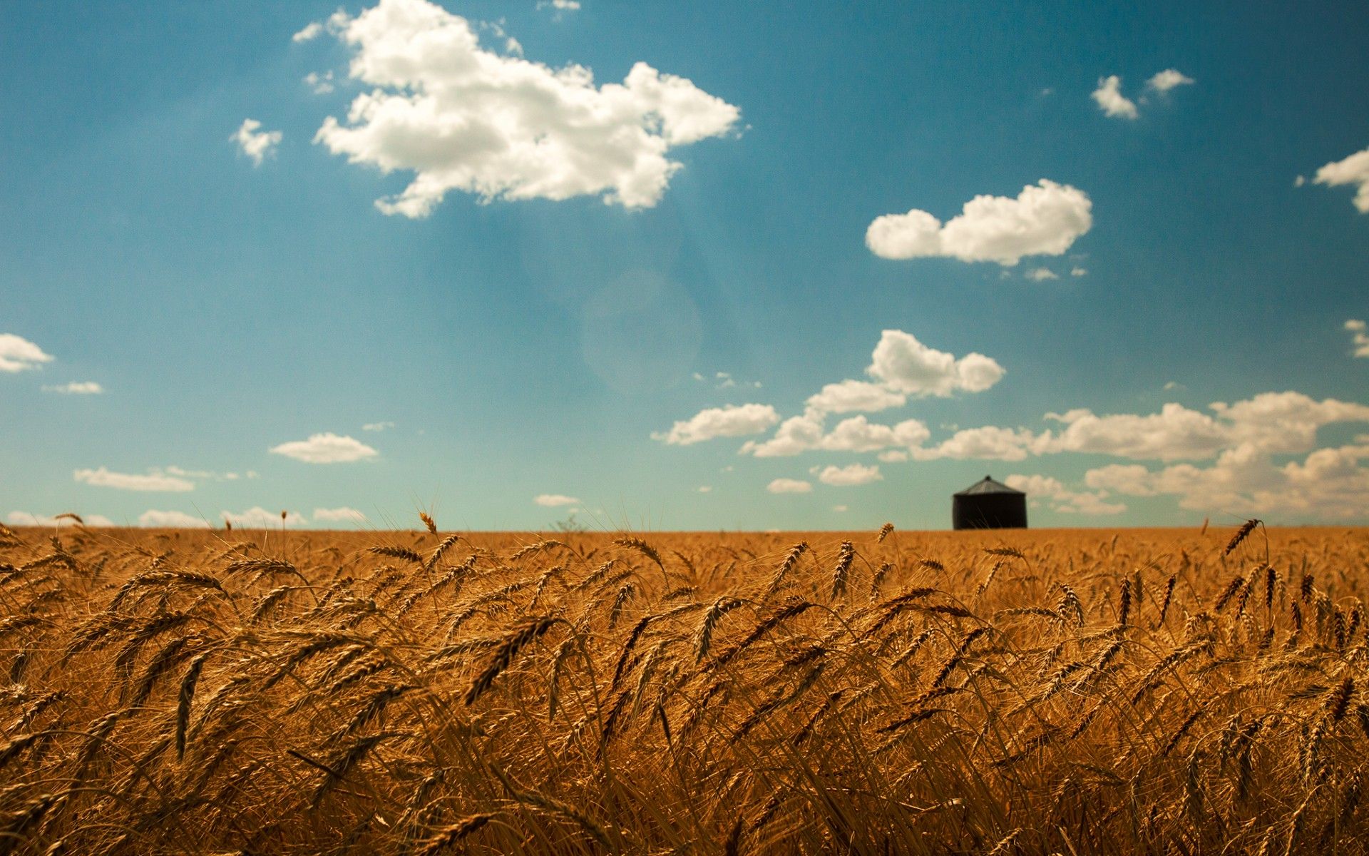 summer, Wheat, Field, Gold, Spikes, Sky, Clouds, Landscapes, Grass Wallpaper HD / Desktop and Mobile Background