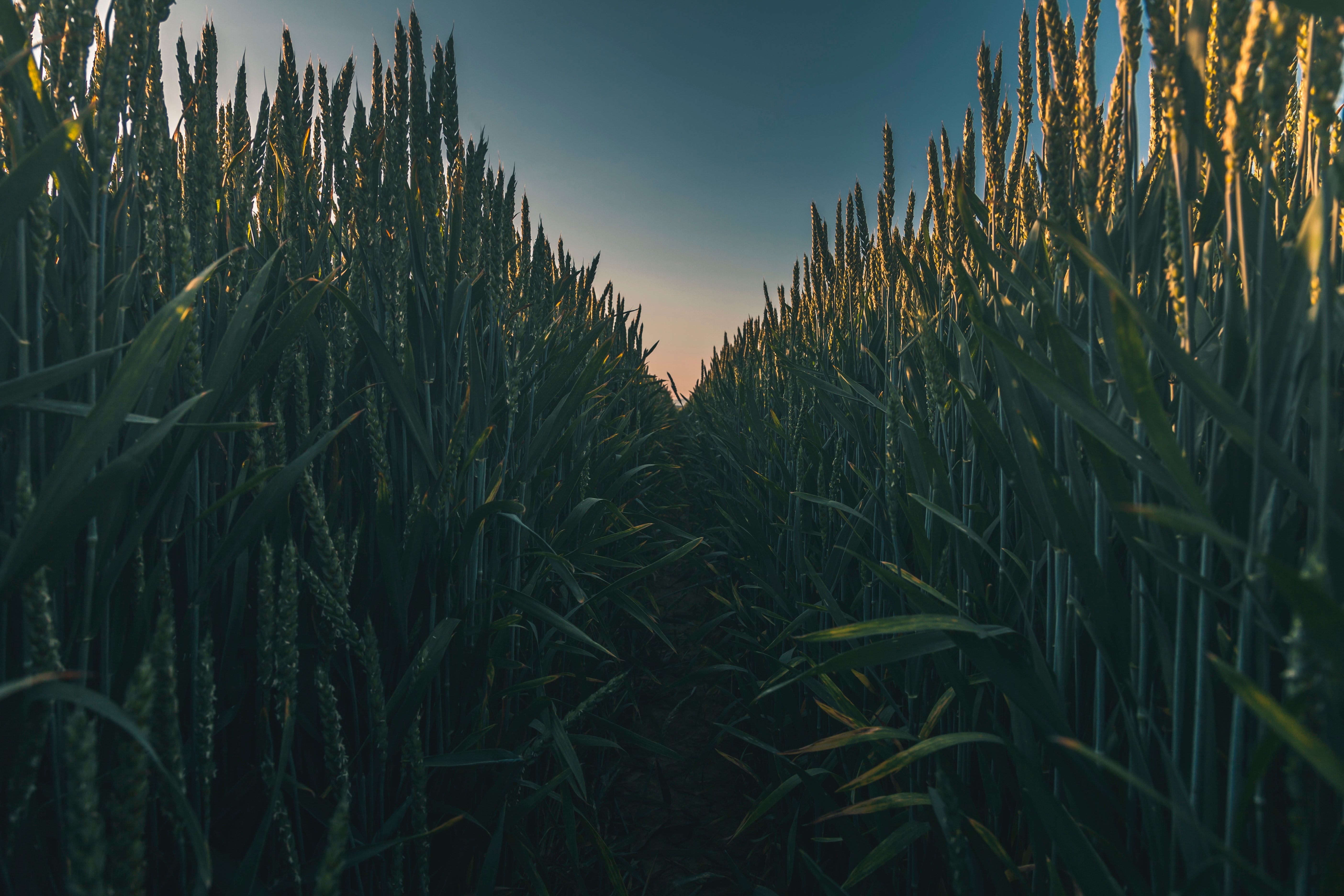 Nature Summer Wheat Wallpaper:5616x3744