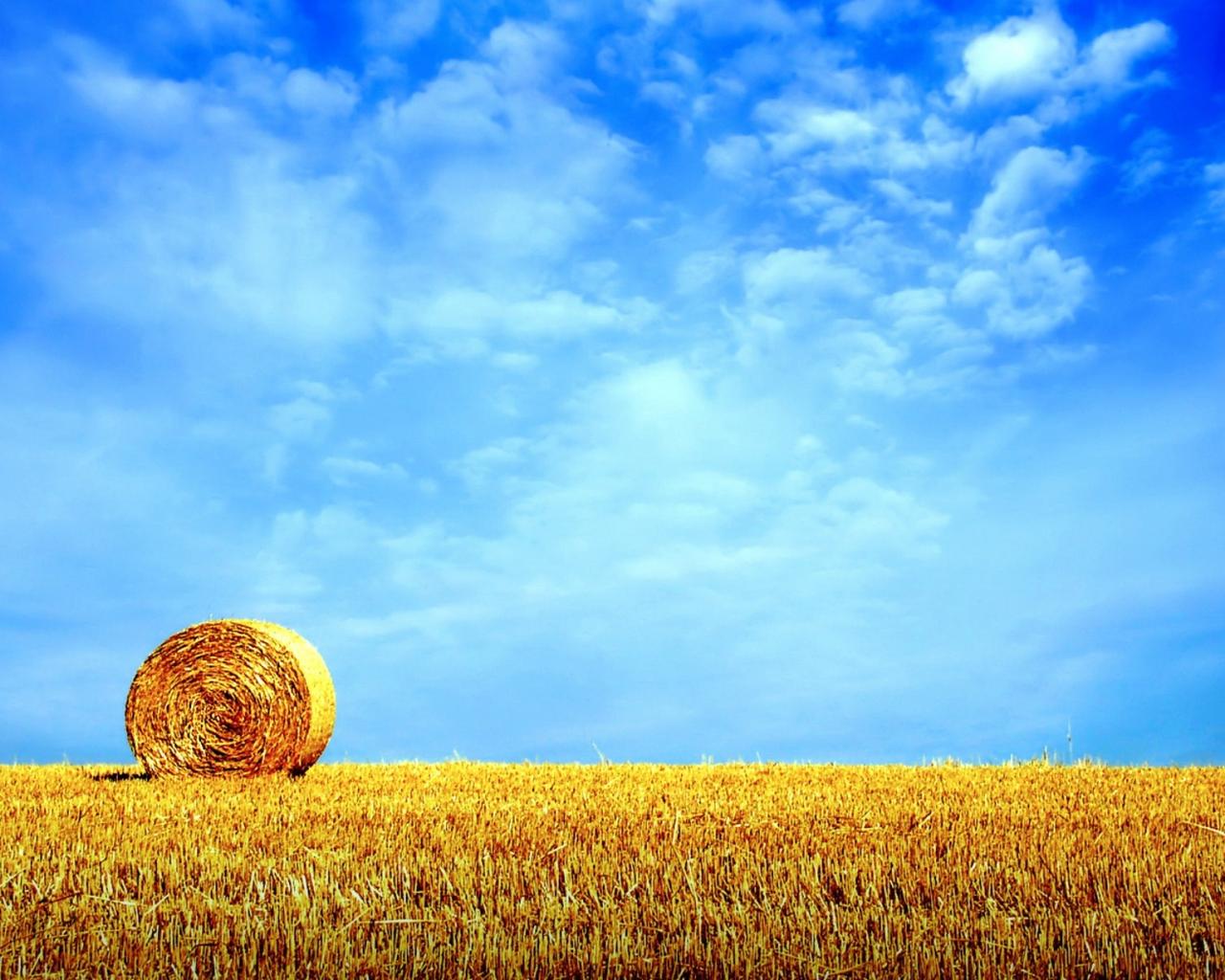 Golden wheat field HD wallpaper