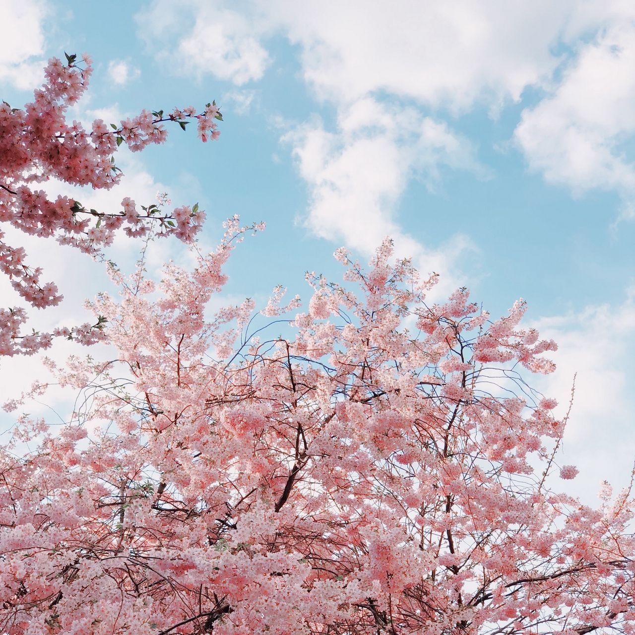 Cherrie blossoms onlyfans