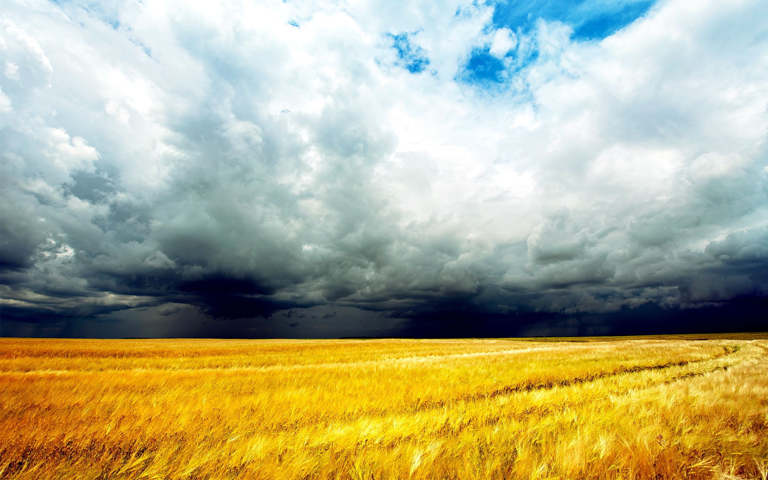 Wheat field in a summer day storm is coming
