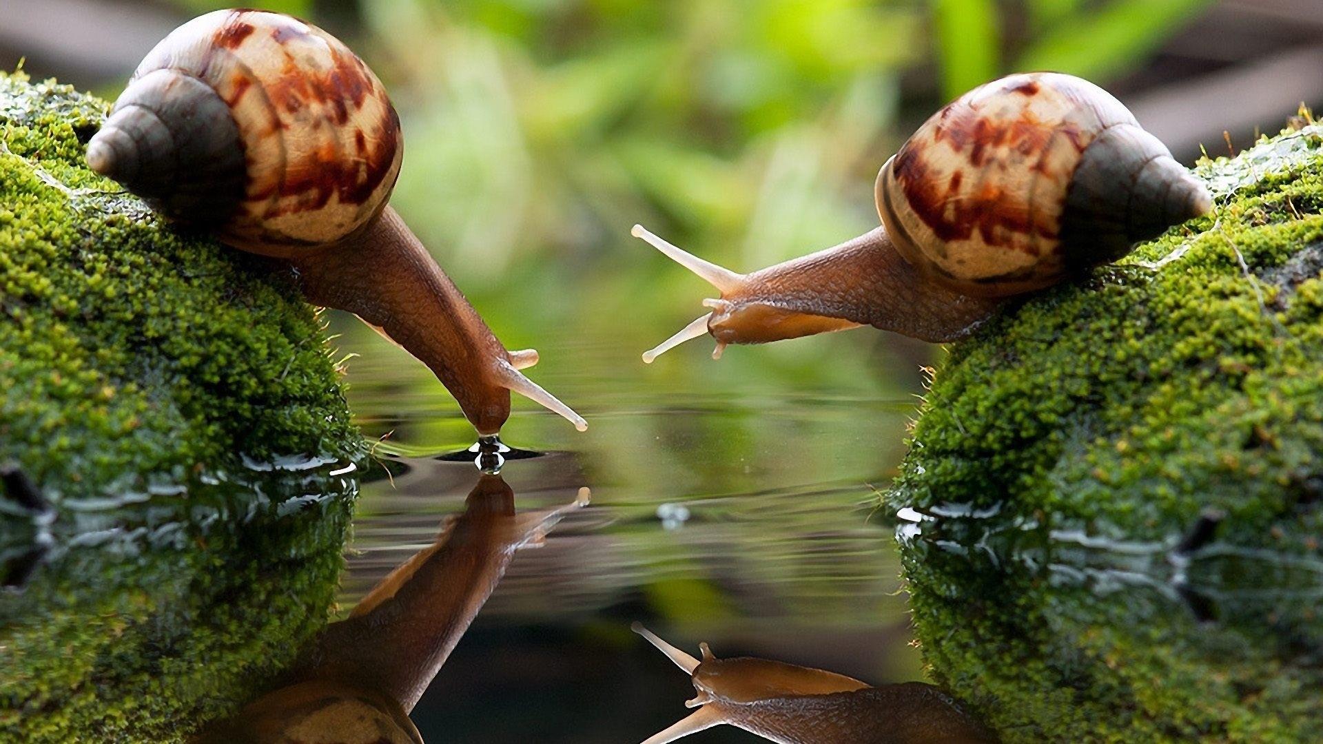 Snails Wallpaper FREE Picture