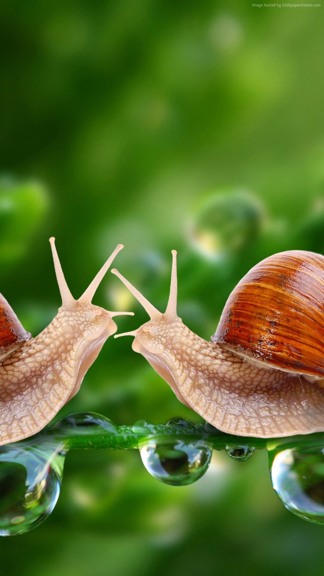 Snail Mobile HD Wallpaper. Nature wallpaper, Animal wallpaper, Snail